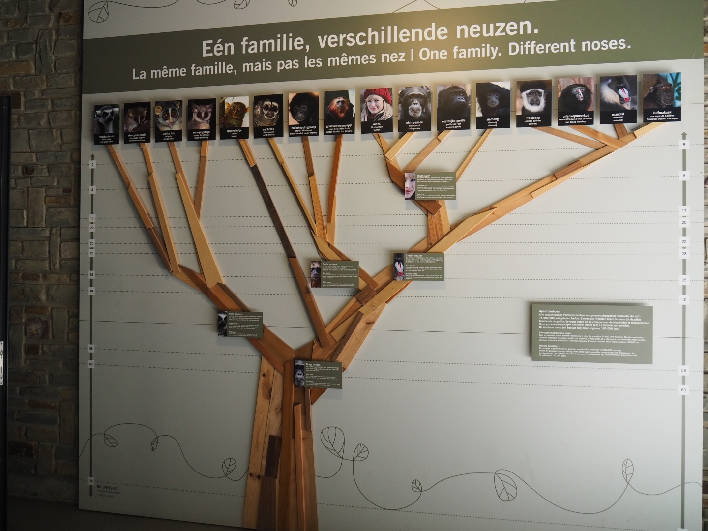 Primate family tree in the small monkey house, 2019-04-20
