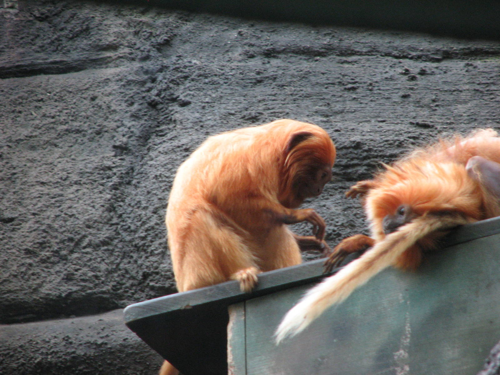 Primate Forest and Exhibition Hall