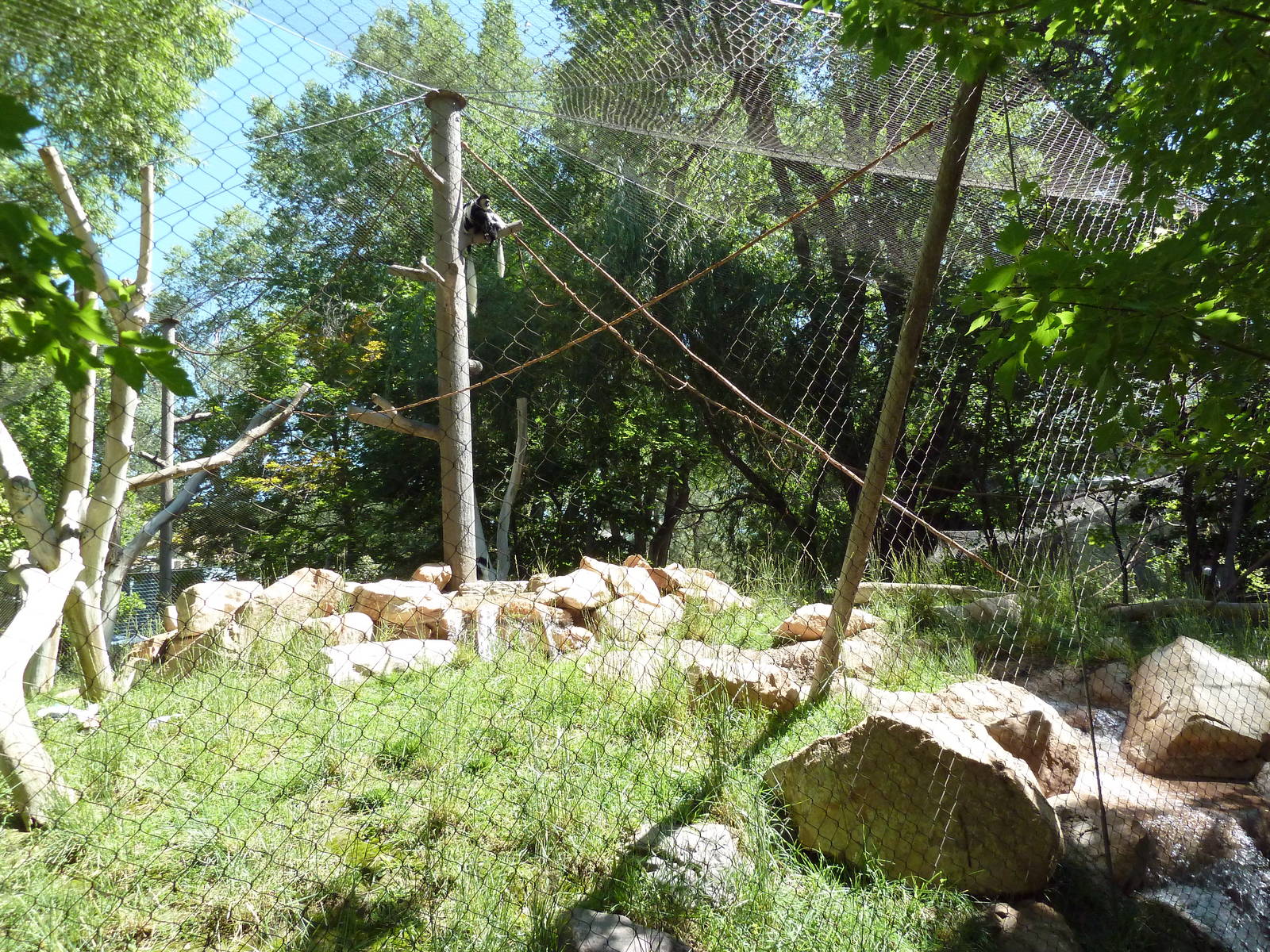 Primate Forest - Colobus Monkey Exhibit