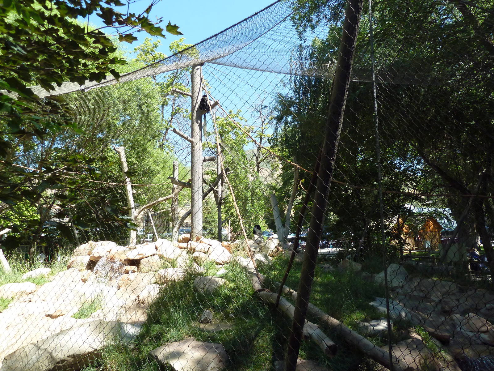 Primate Forest - Colobus Monkey Exhibit