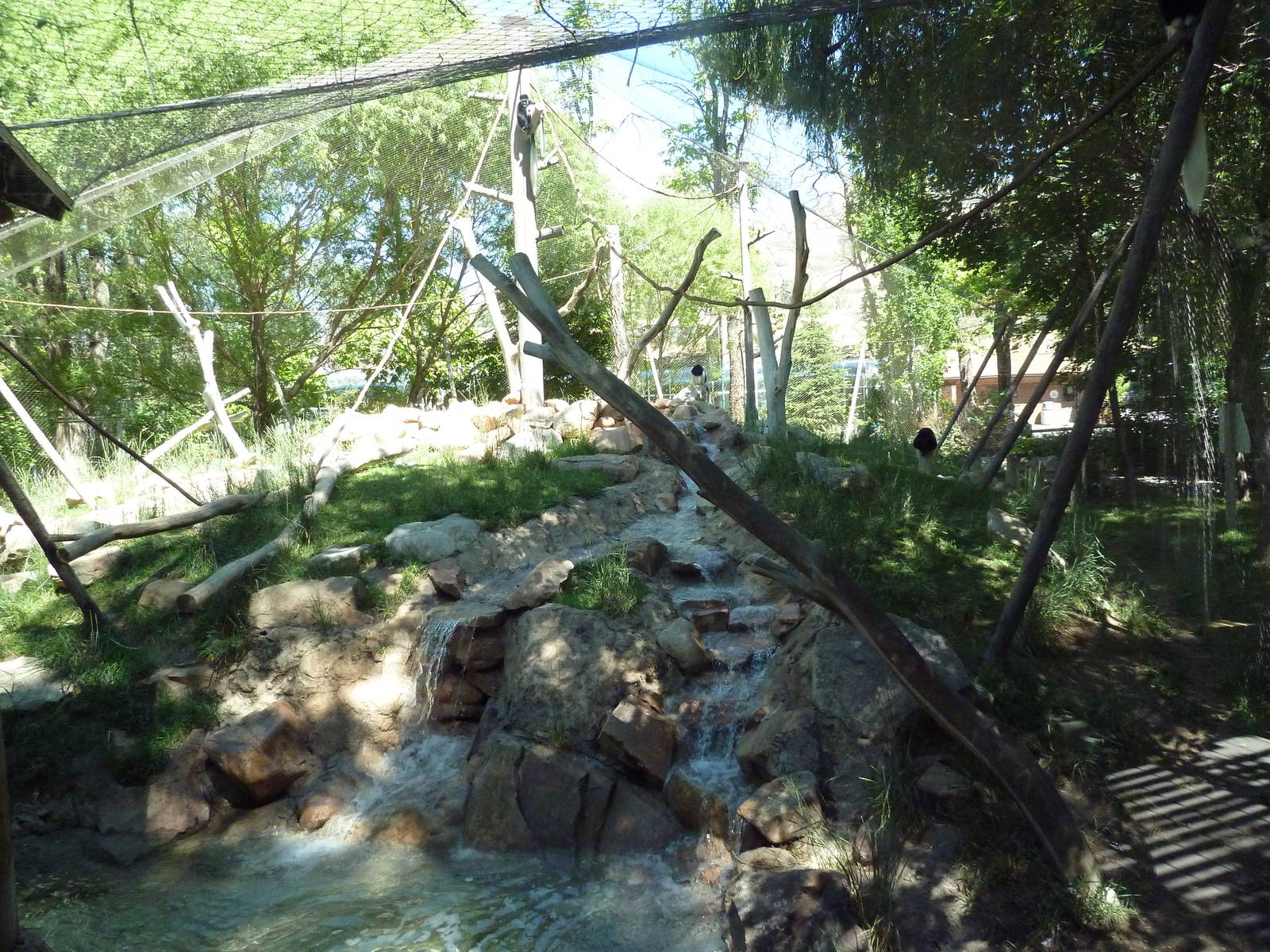 Primate Forest - Colobus Monkey Exhibit