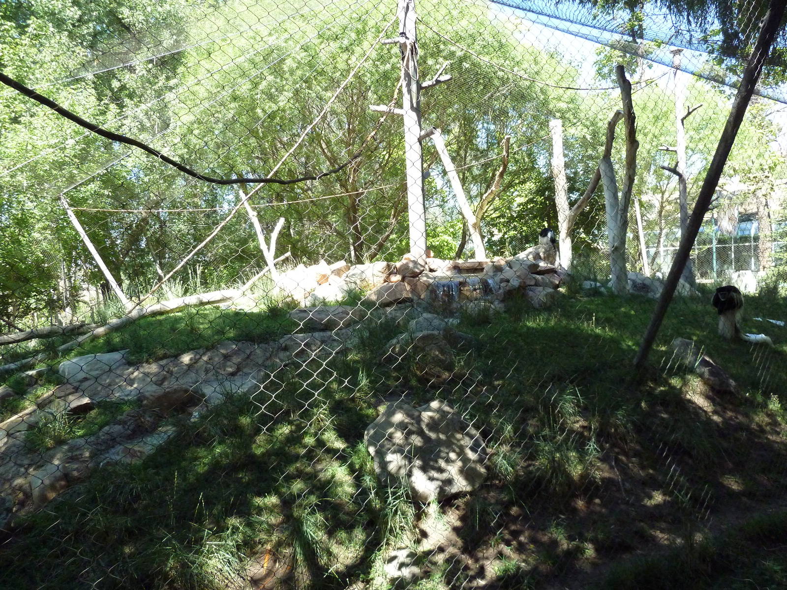 Primate Forest - Colobus Monkey Exhibit