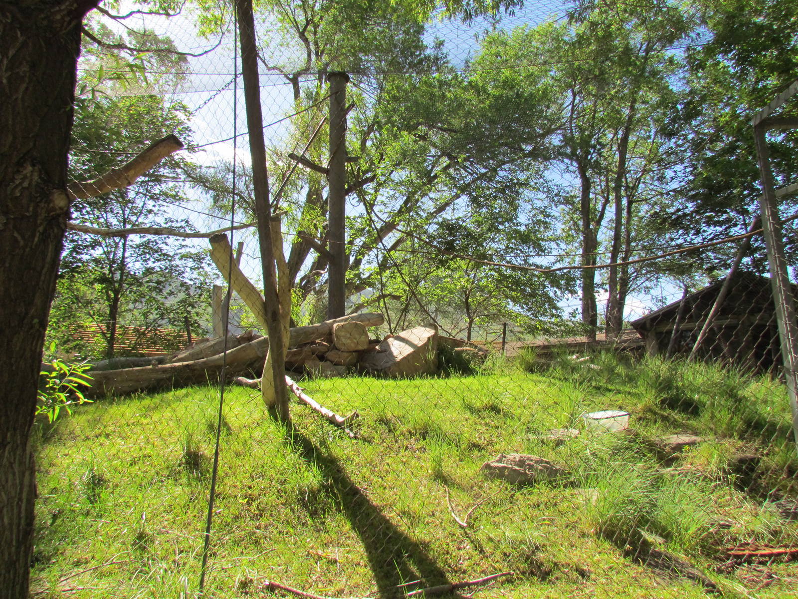 Primate Forest - Colobus Monkey Outdoor Exhibit