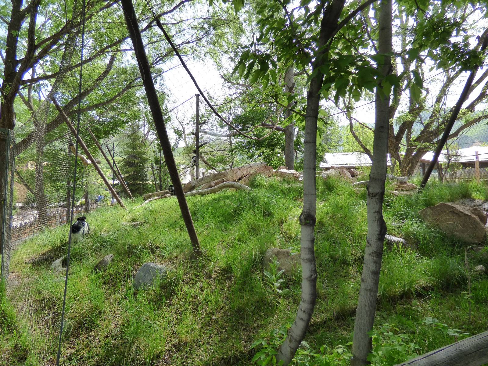 Primate Forest - Colobus