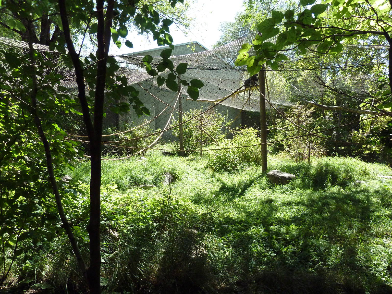 Primate Forest - Francois + Hanuman Langur Exhibit