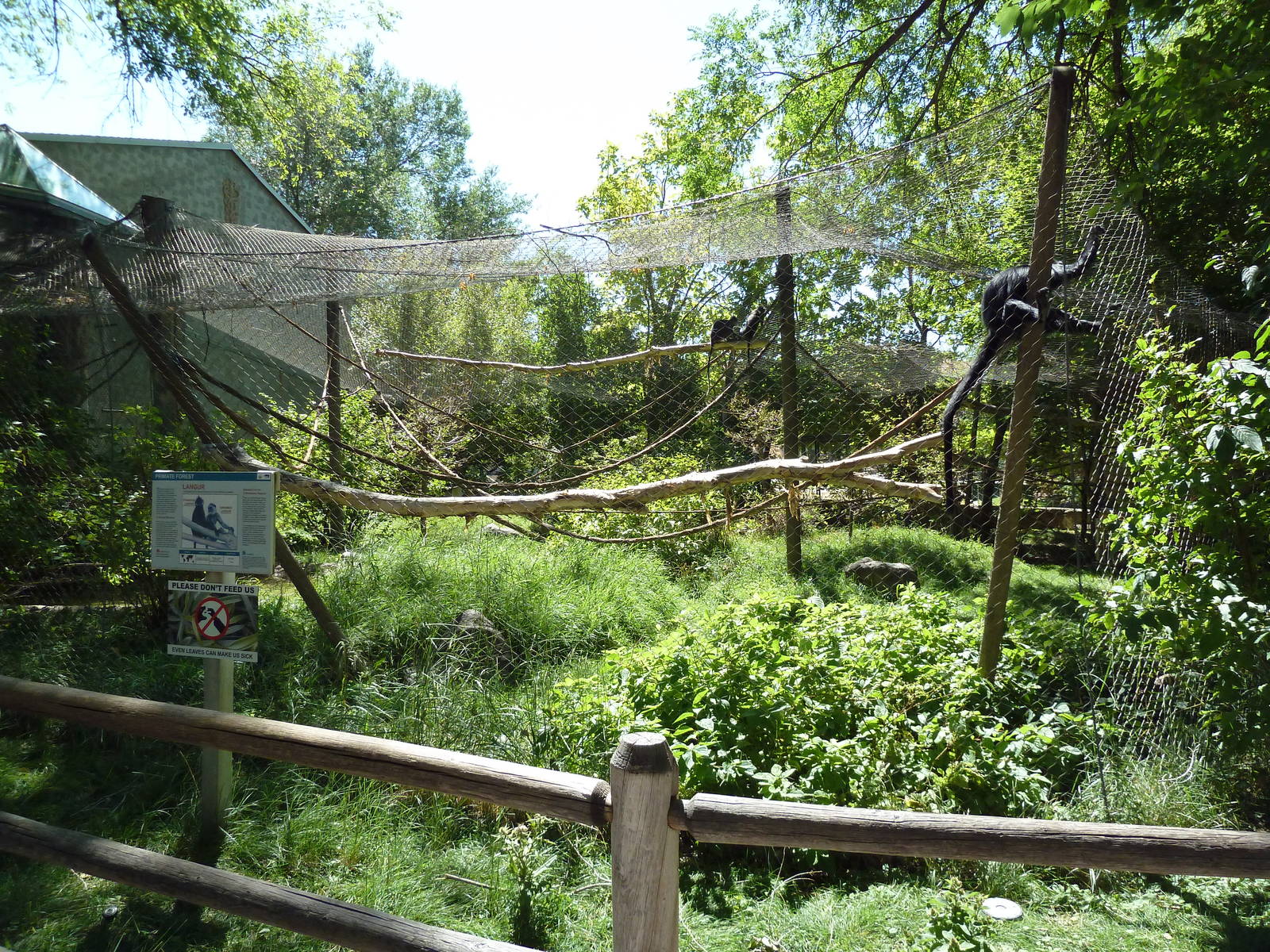 Primate Forest - Francois + Hanuman Langur Exhibit