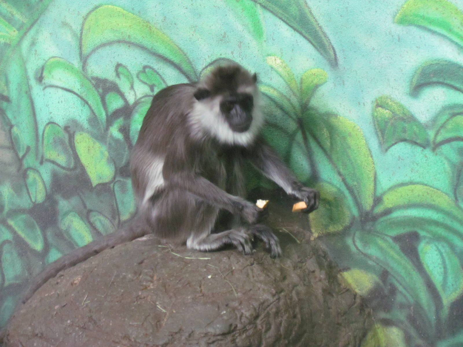 Primate Forest - Hanuman Langur