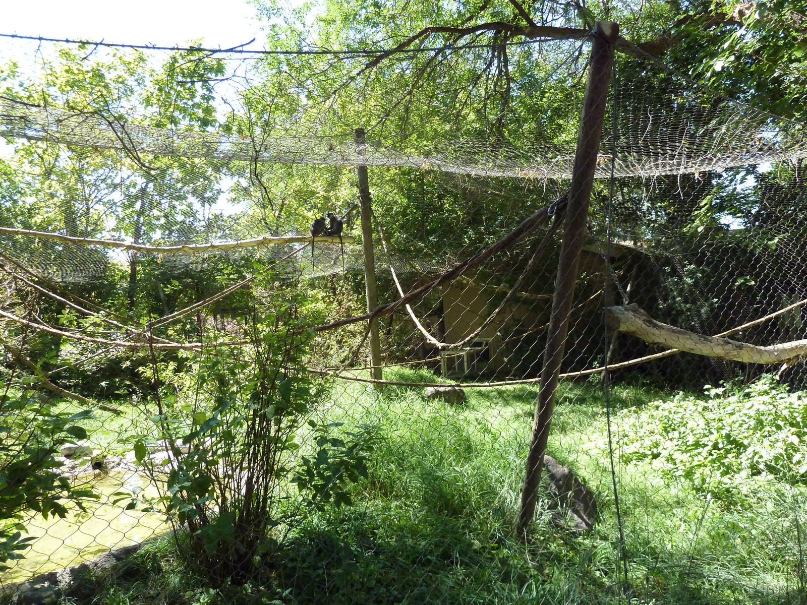 Primate Forest - Langur Exhibit