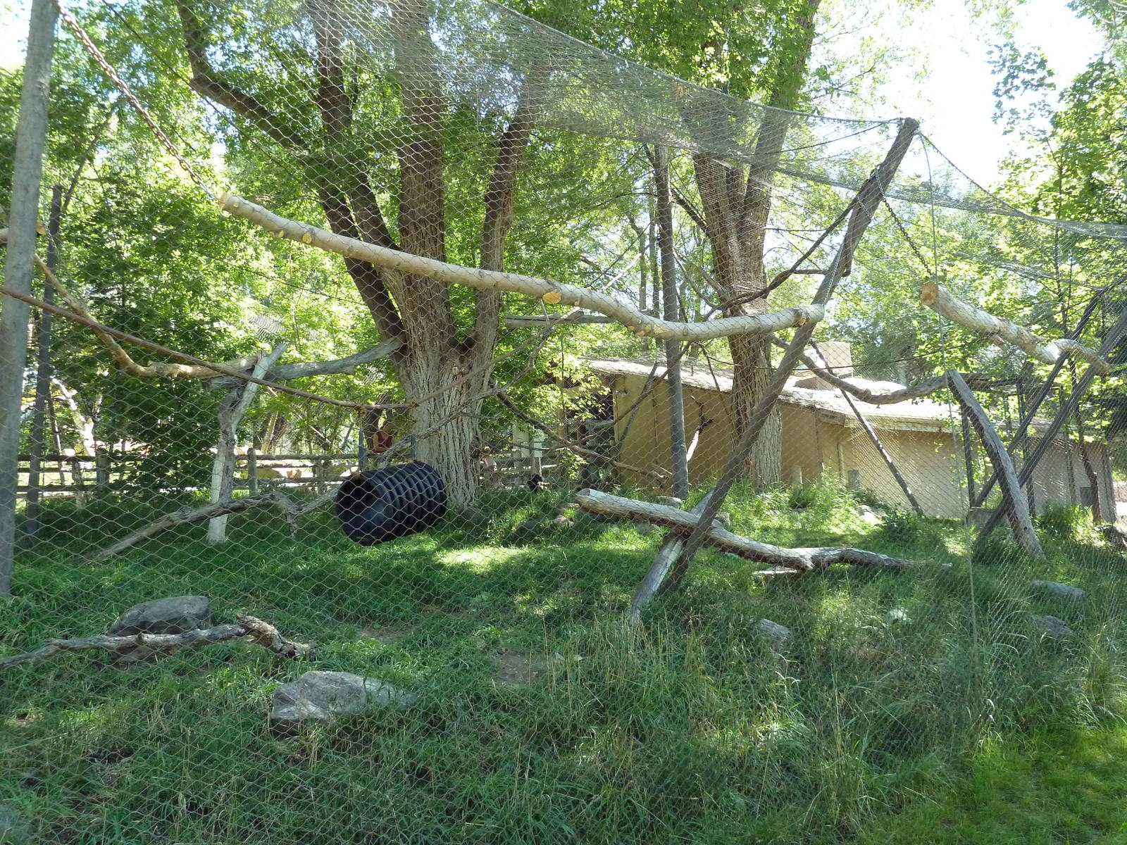 Primate Forest - Spider Monkey Exhibit