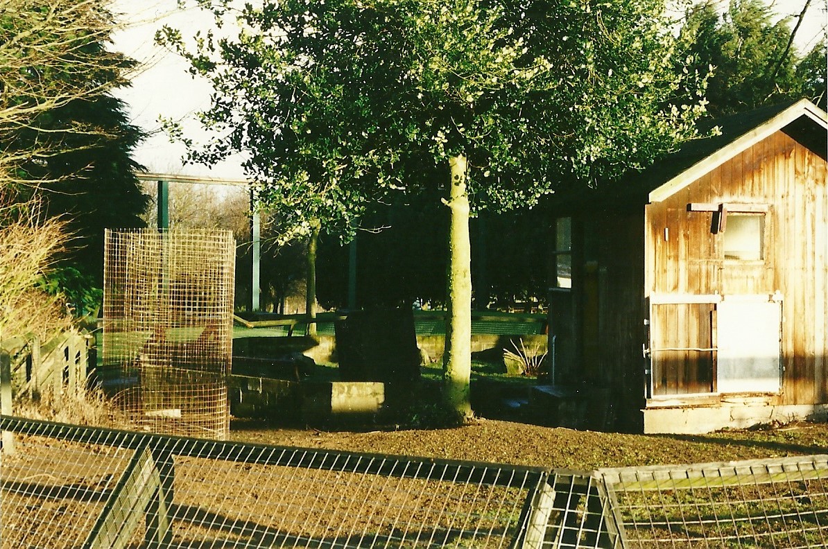 Primate (formerly Cat) cage in process of demolition 29th January 2000