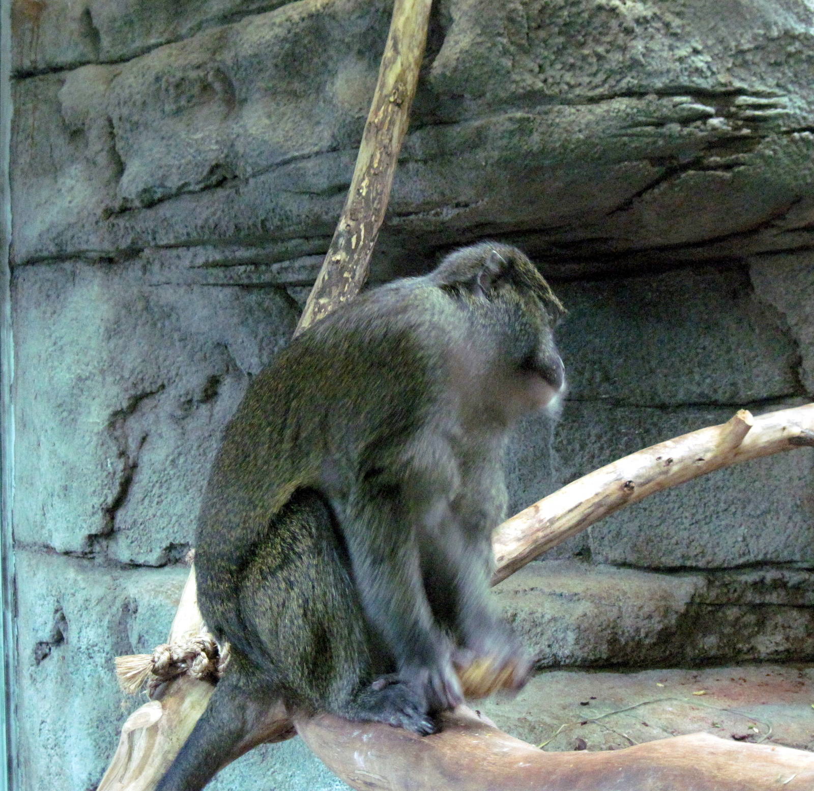 Primate House-Allen's Swamp Monkey