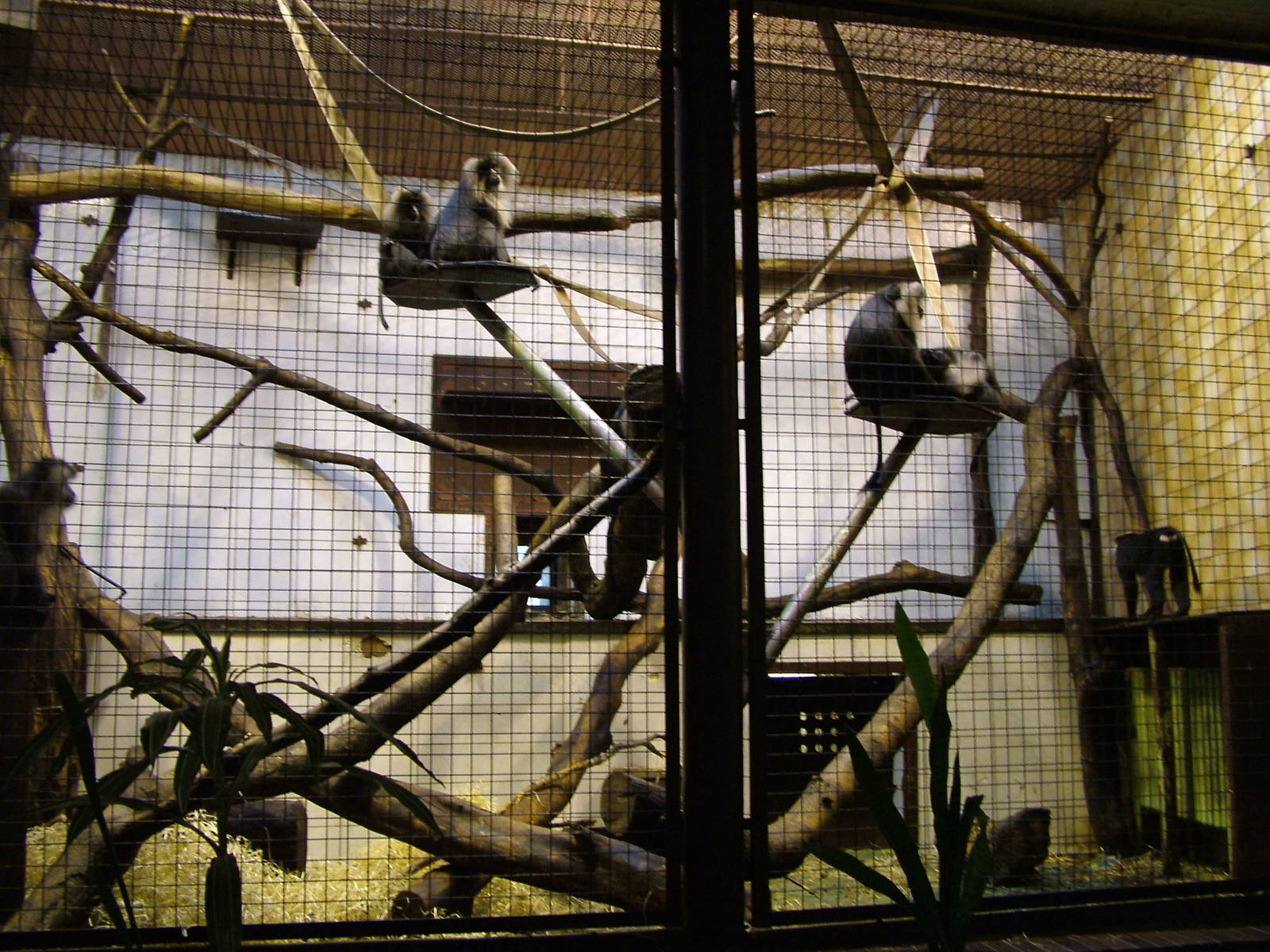 Primate House at Ostrava, 29/05/10