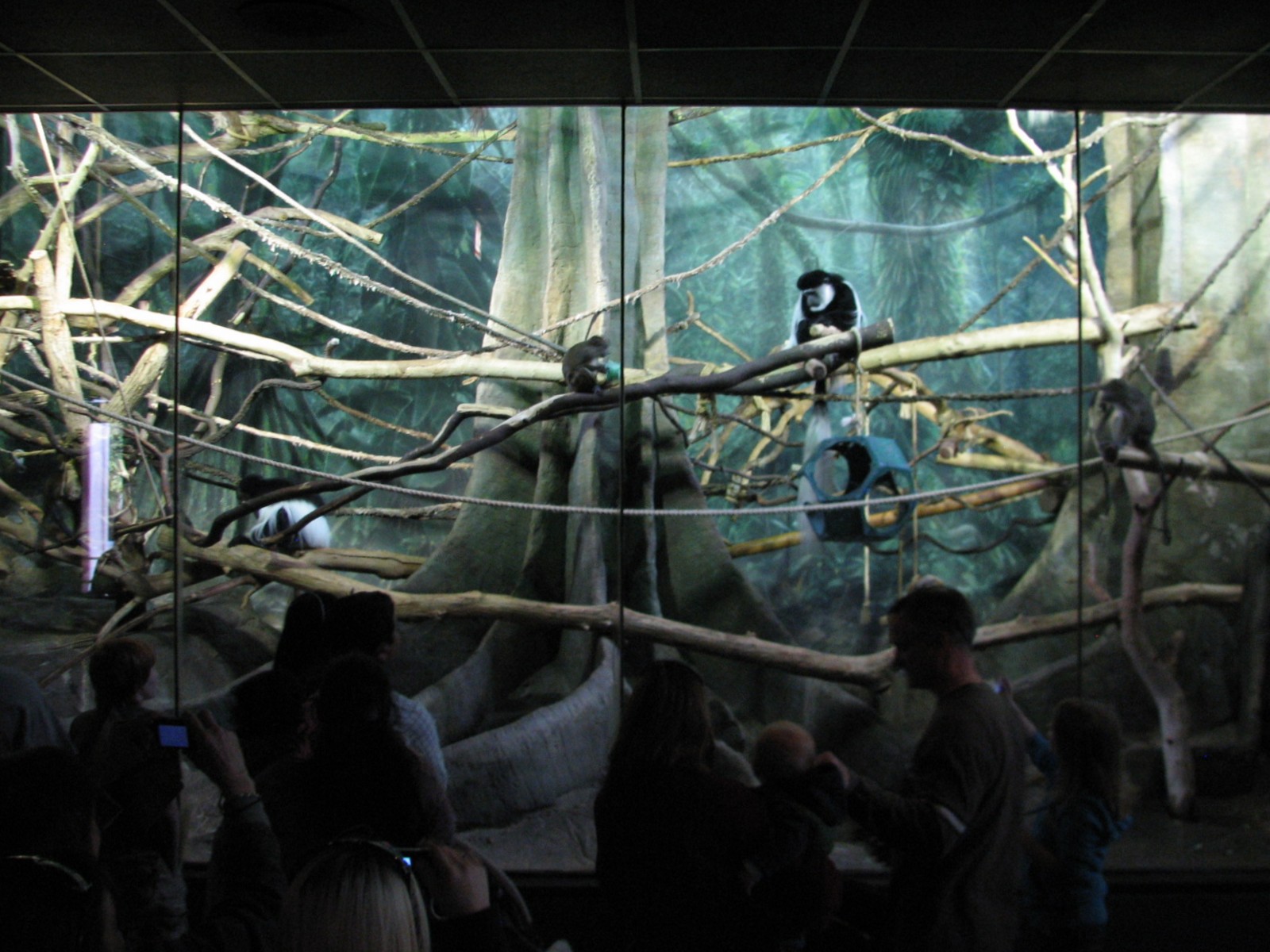Primate House - Black-and-White Colobus and Allens Swamp Monkeys Exhibit