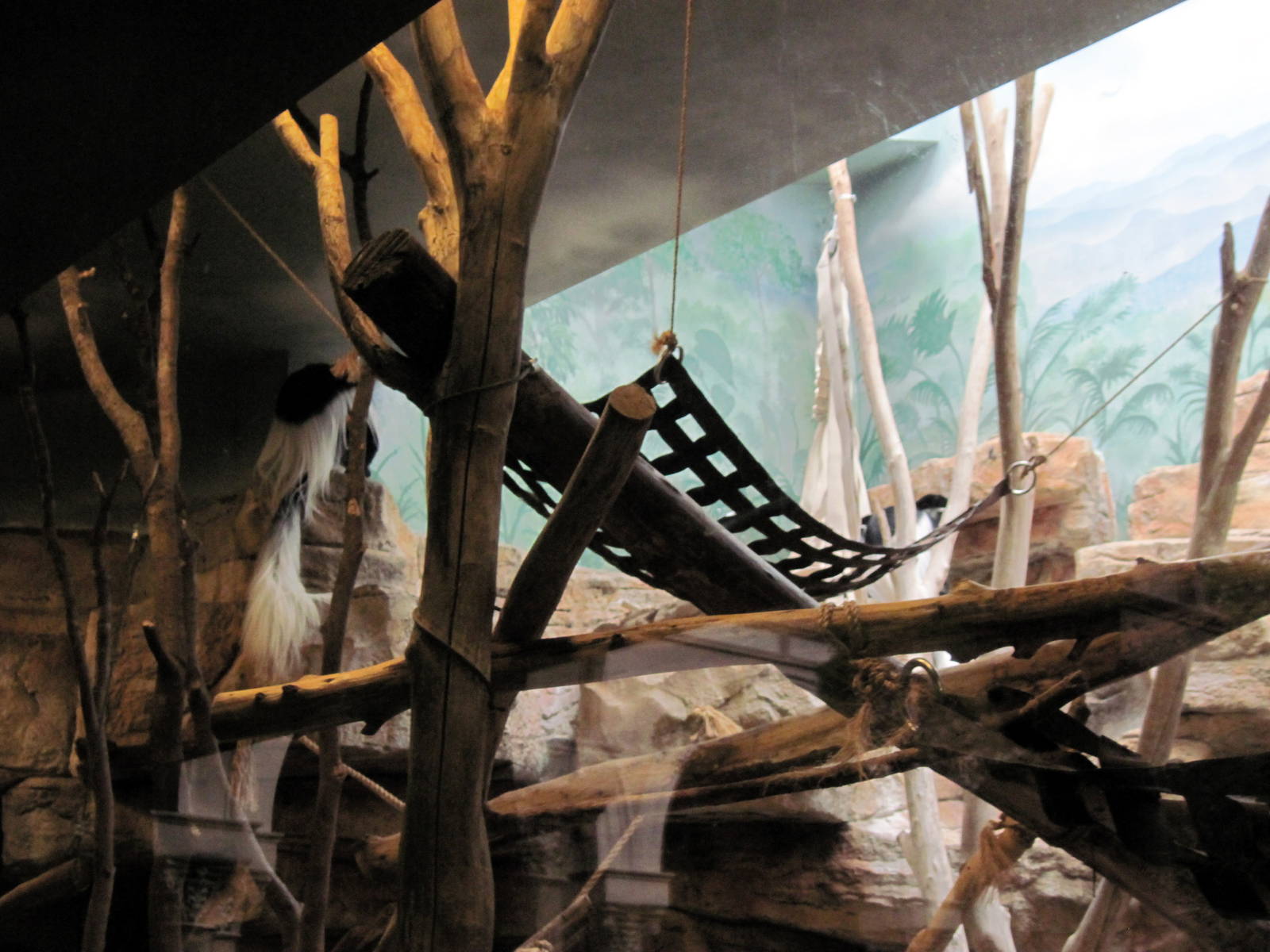 Primate House-Black and White Colobus Exhibit