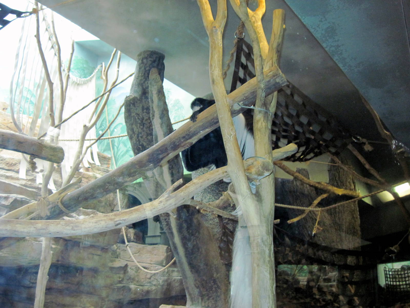 Primate House-Black and White Colobus Exhibit