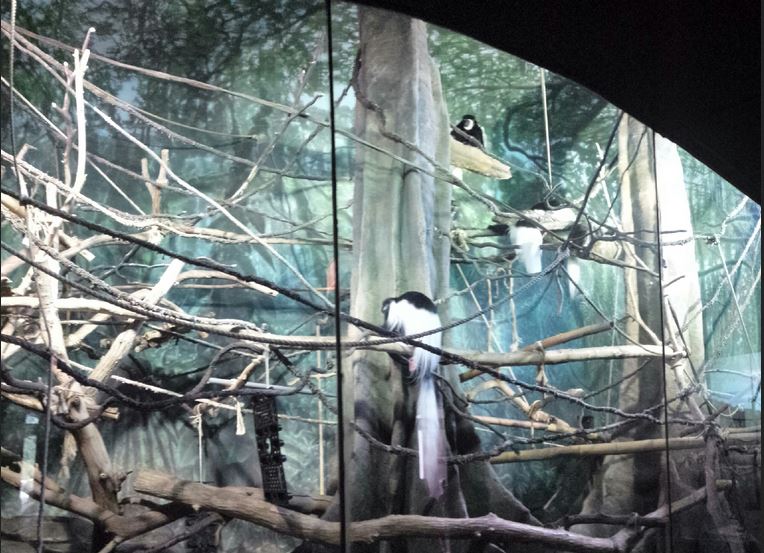 Primate House - Black-and-white Colobus Exhibit