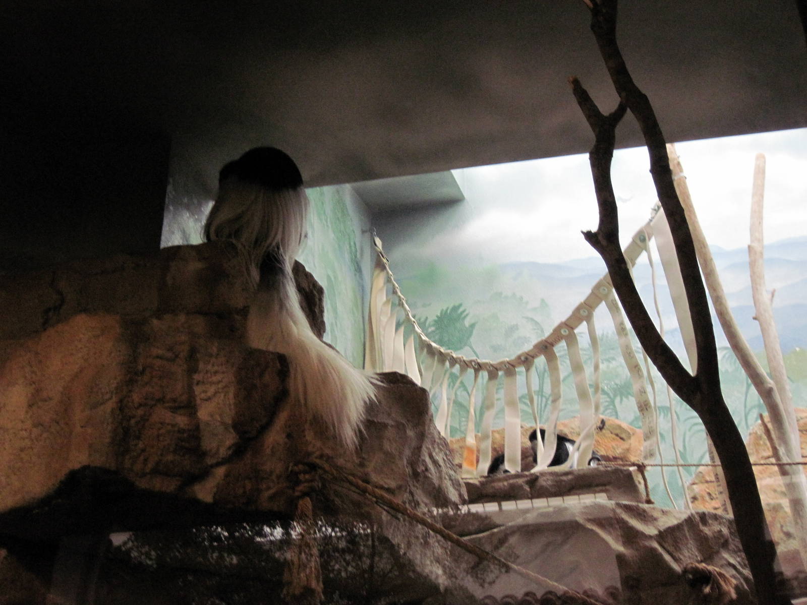 Primate House-Black and White Colobus