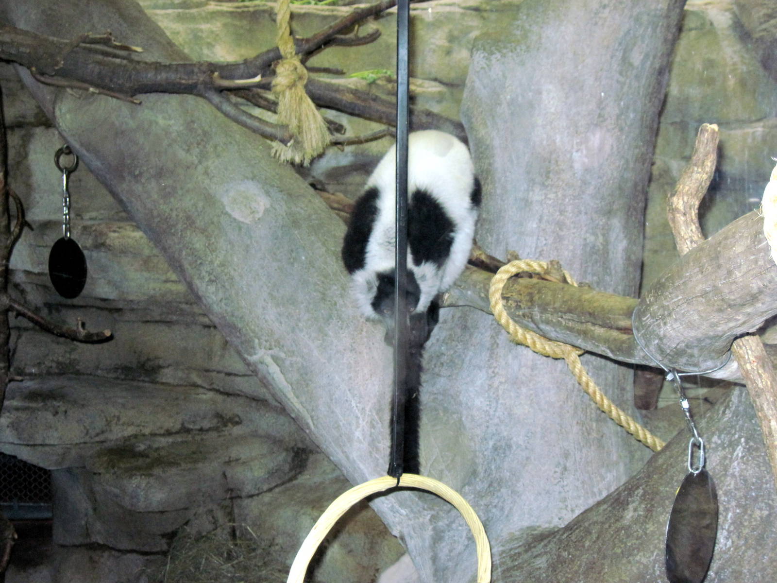Primate House-Black and White Ruffed Lemur