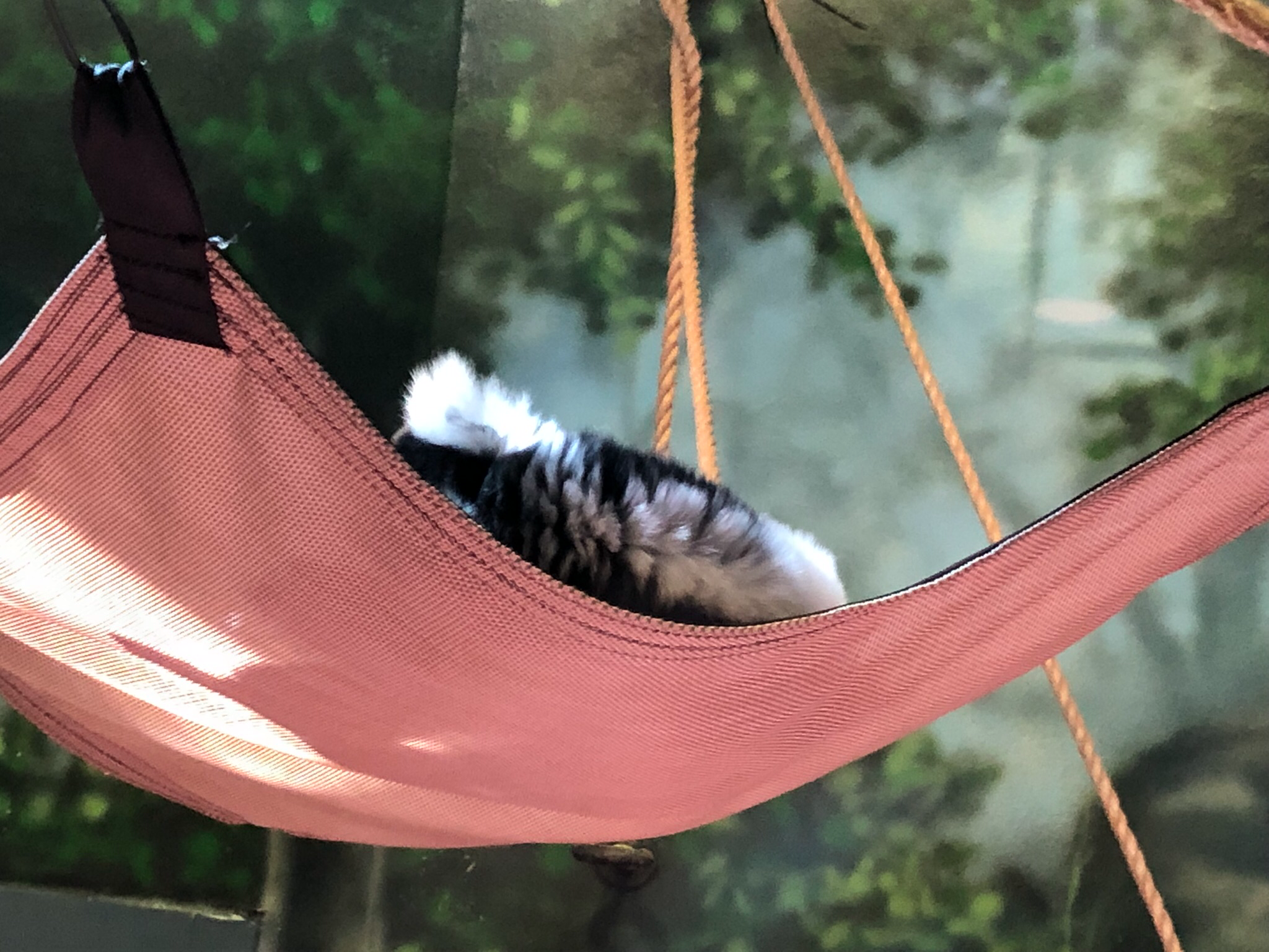 Primate house, Black and white ruffed lemur