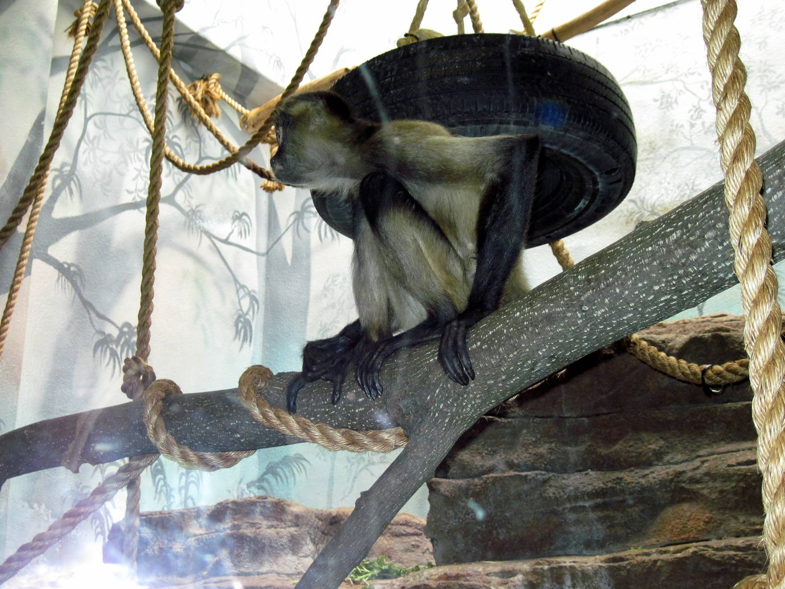 Primate House-Black-handed Spider Monkey