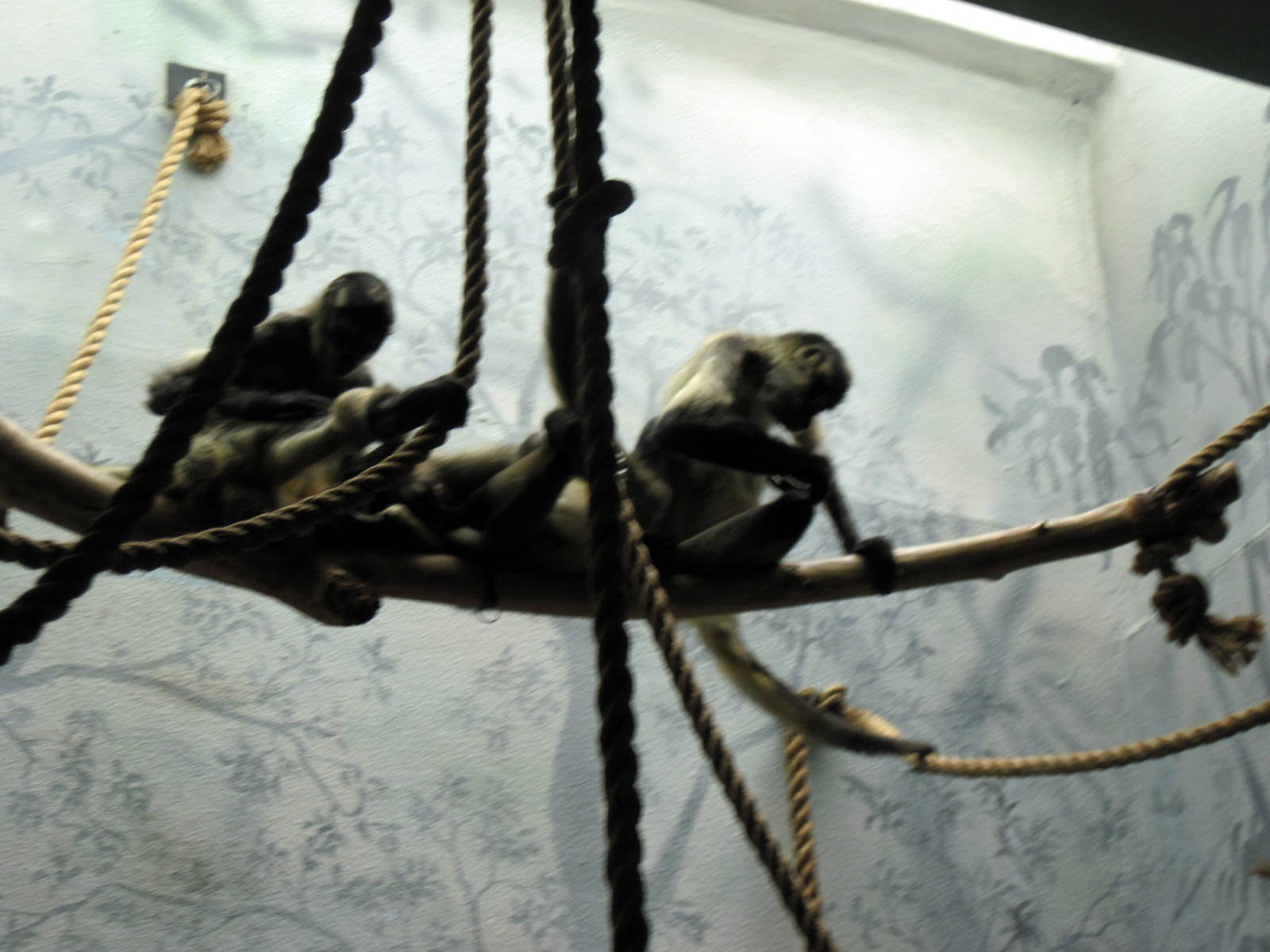 Primate House-Black-handed Spider Monkeys