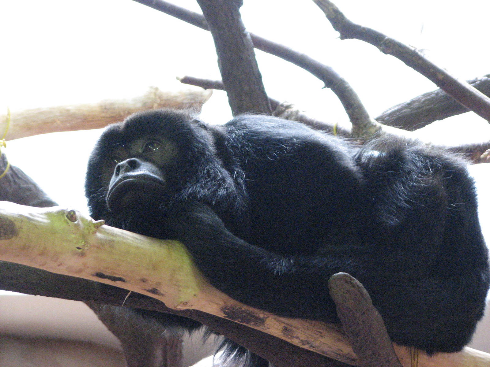 Primate House - Black Howler Monkey