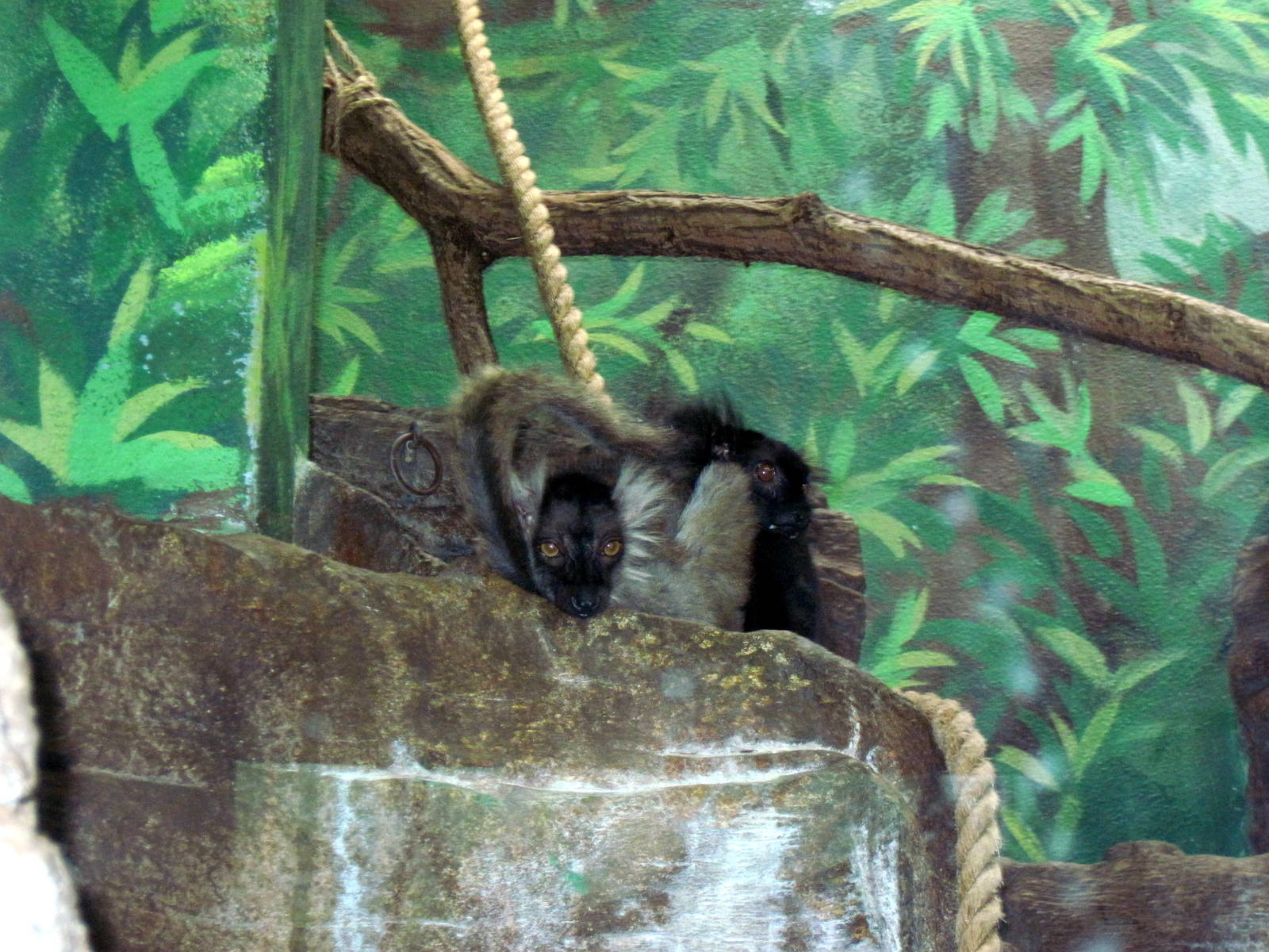 Primate House-Black Lemur