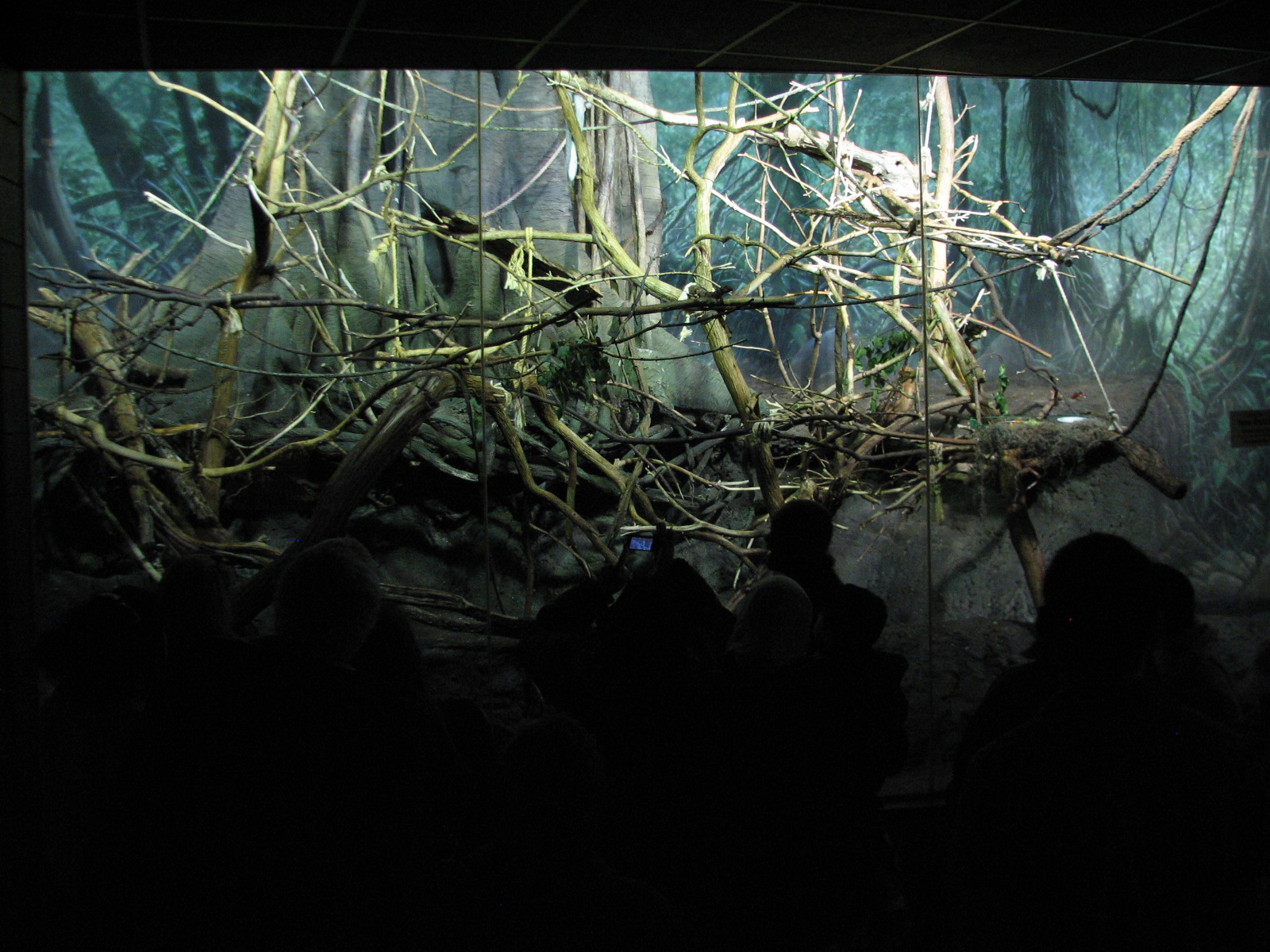 Primate House - Bolivian Gray Titi Monkey Exhibit