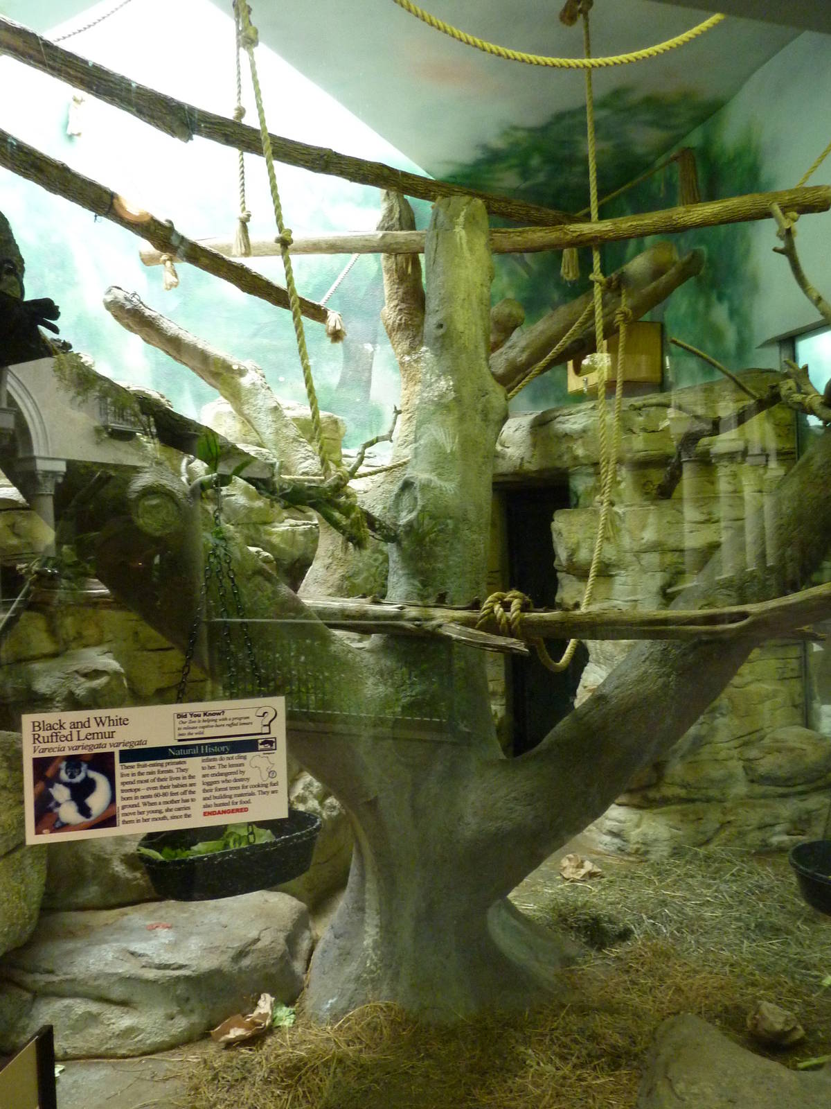 Primate House - Built In 1925 -Black-and-White Ruffed Lemur Exhibit