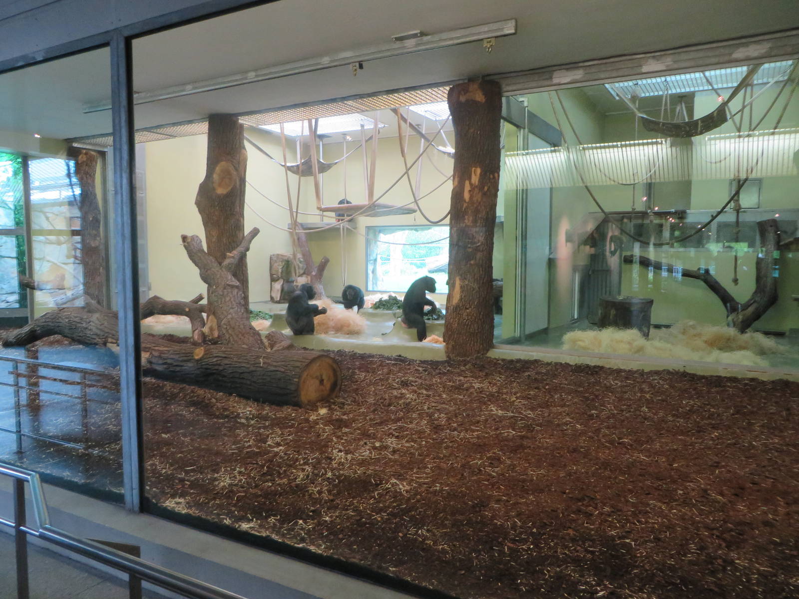 Primate house - Chimpanzee indoors