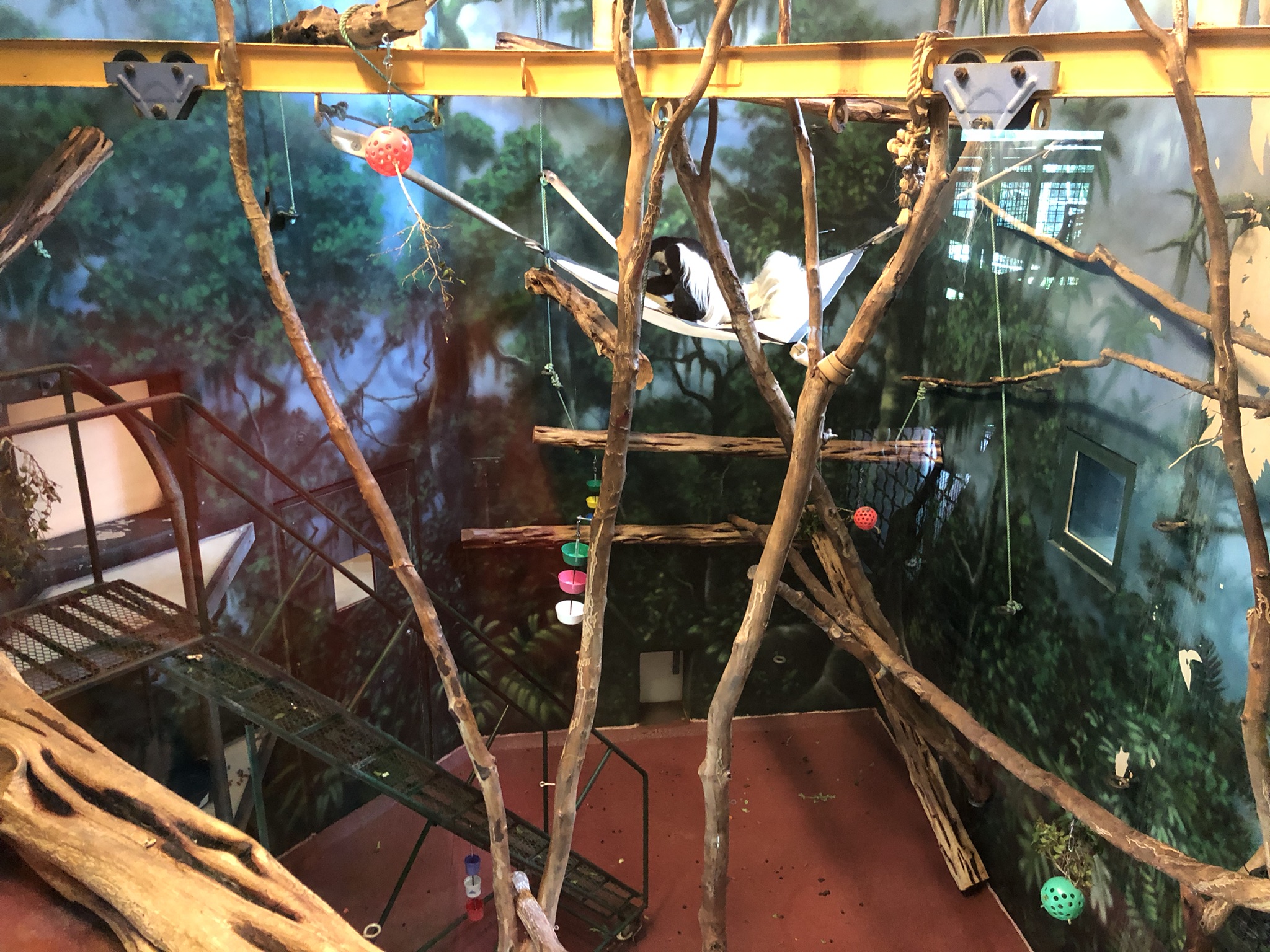 Primate house, Colobus monkey exhibit
