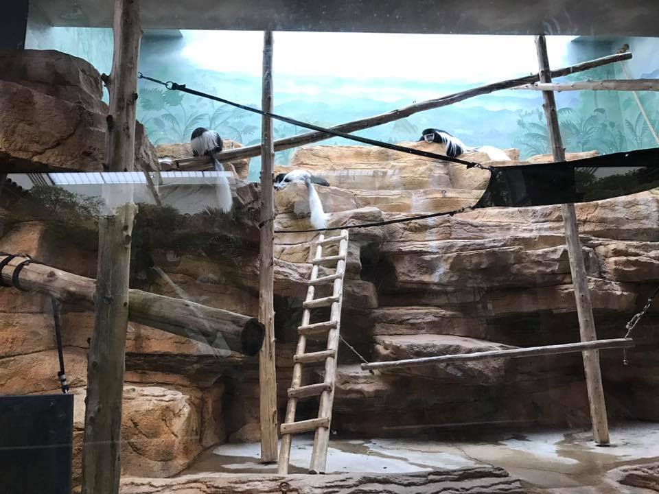 Primate House- Colobus