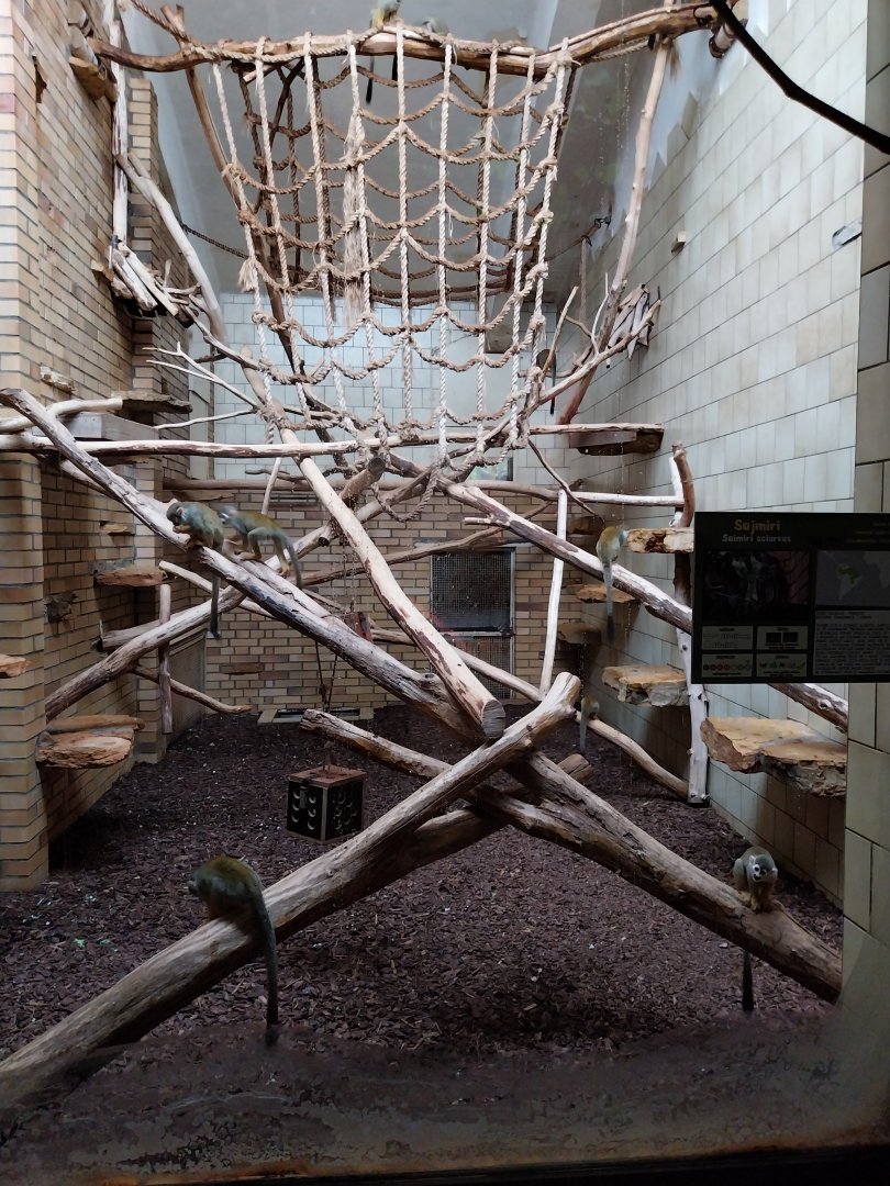 Primate House - Common squirrel monkey indoors