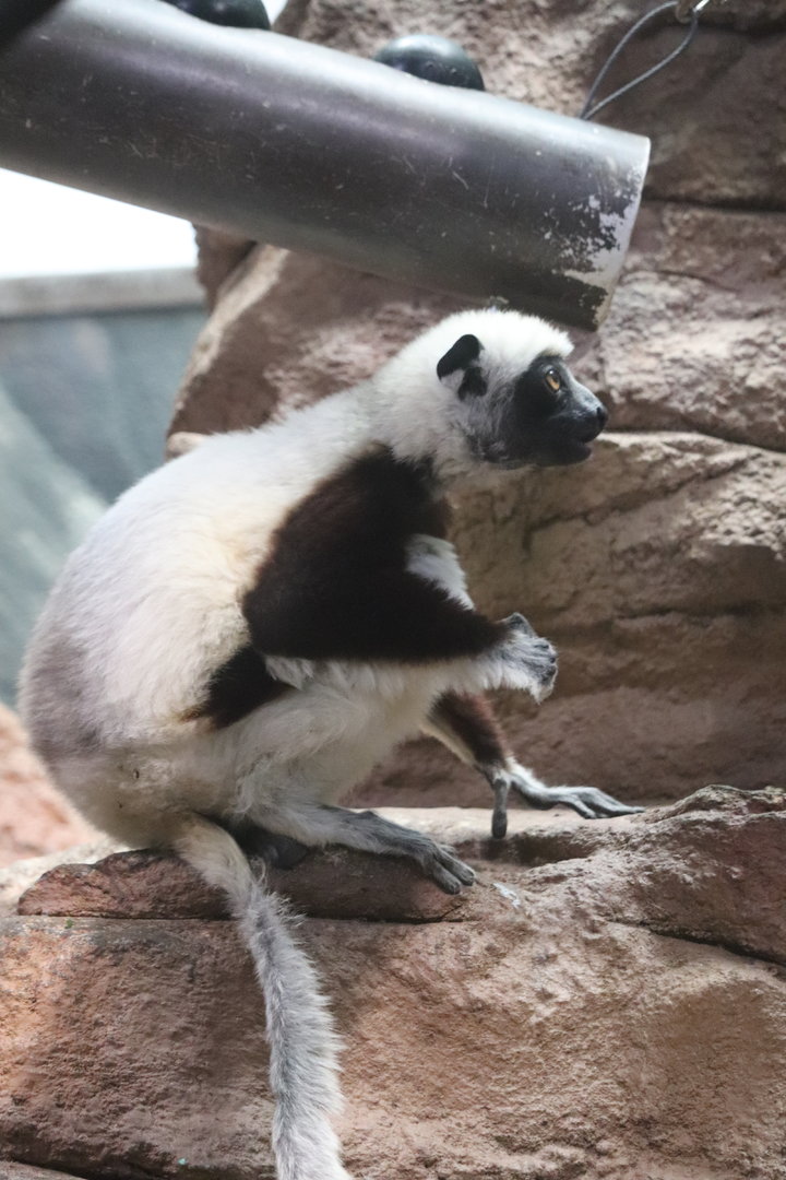 Primate House - Coquerel's Sifaka