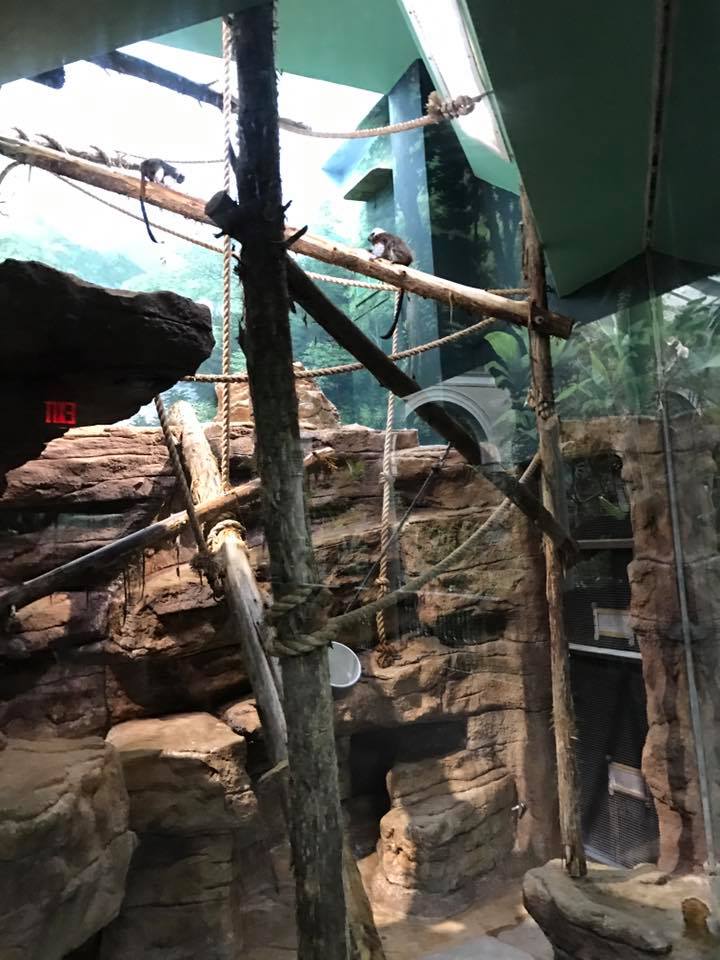 Primate House- Cotton-Top Tamarin