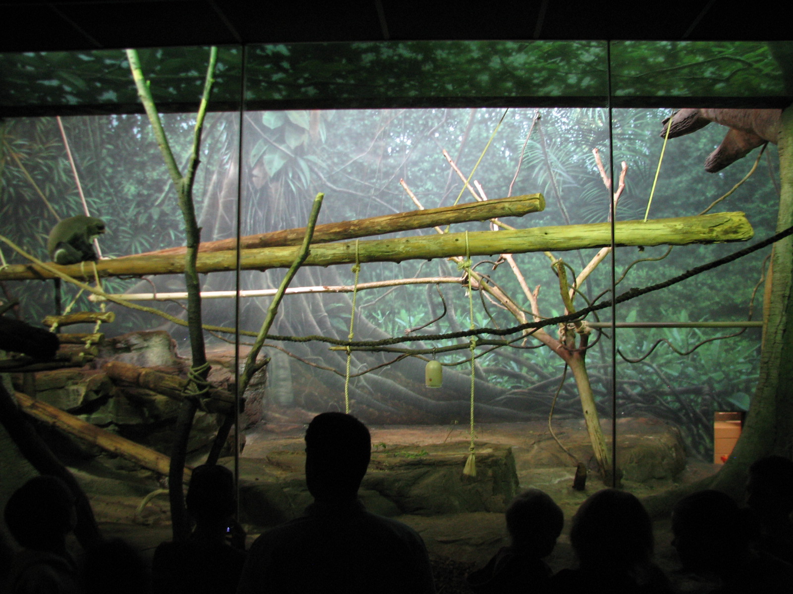 Primate House - DeBrazzas Monkey Exhibit