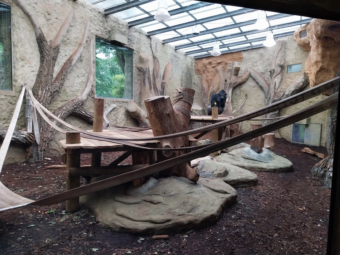 Primate House - First gorilla indoors