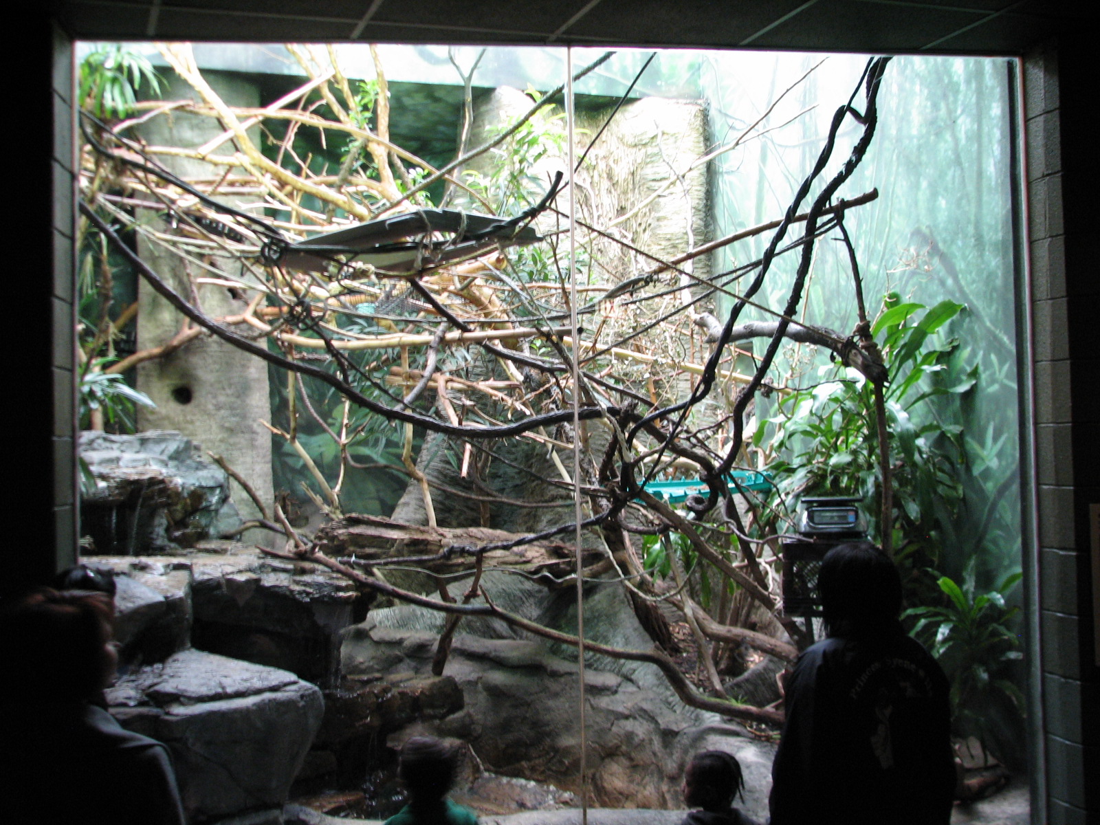 Primate House - Geoffroys Marmoset Exhibit
