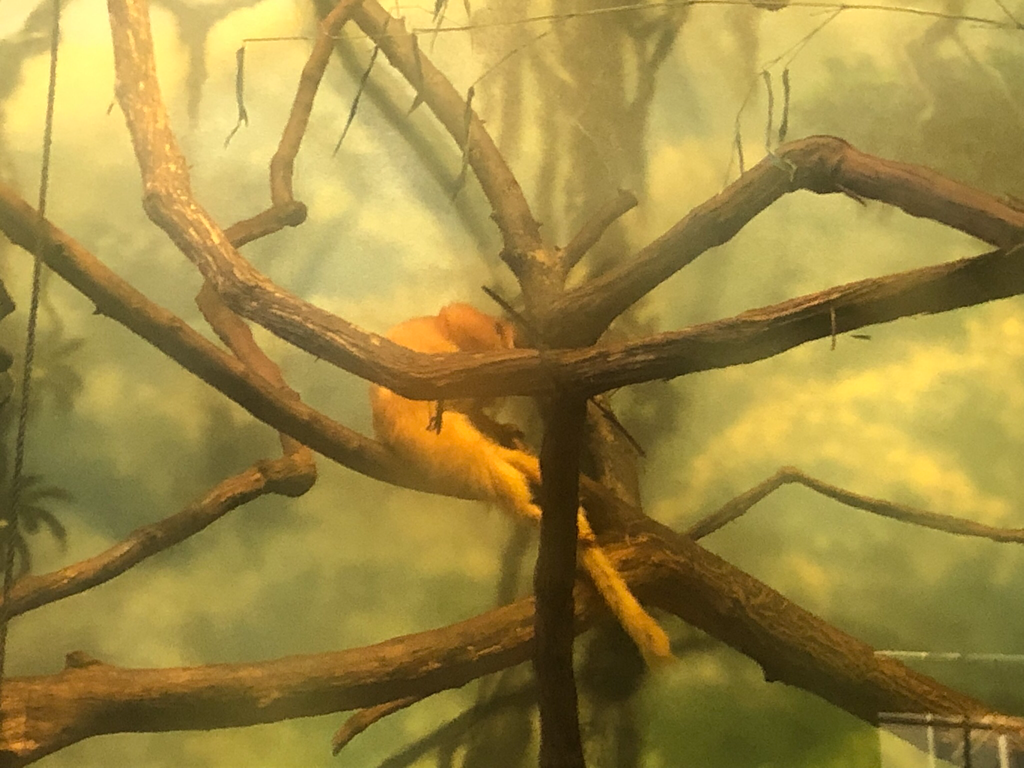 Primate house, Golden lion tamarin