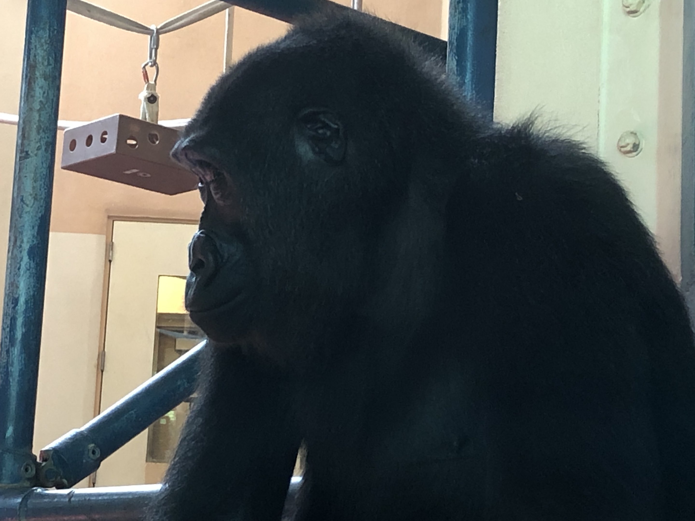 Primate house, Gorilla