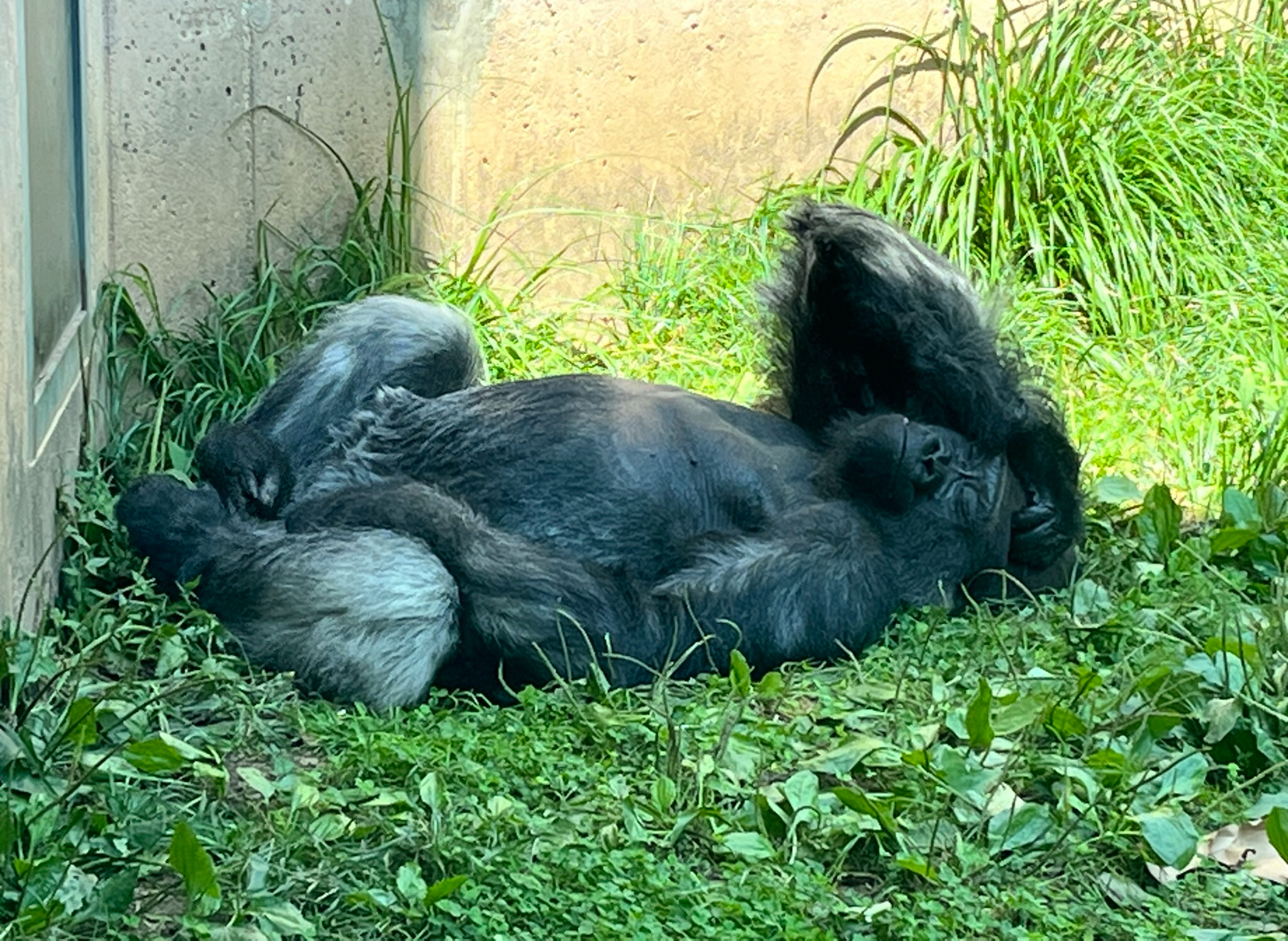 Primate house, Gorilla