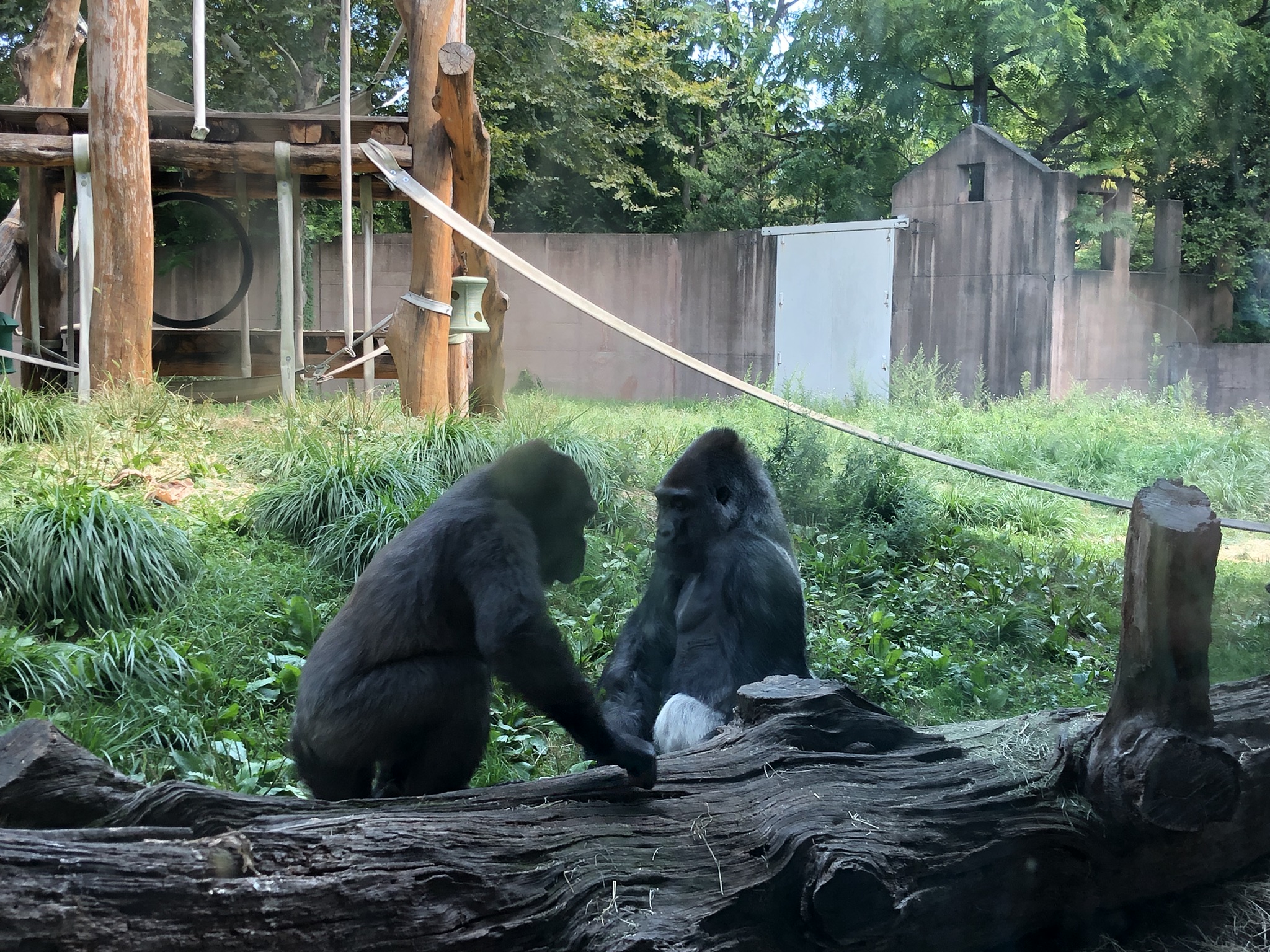 Primate house, Gorillas
