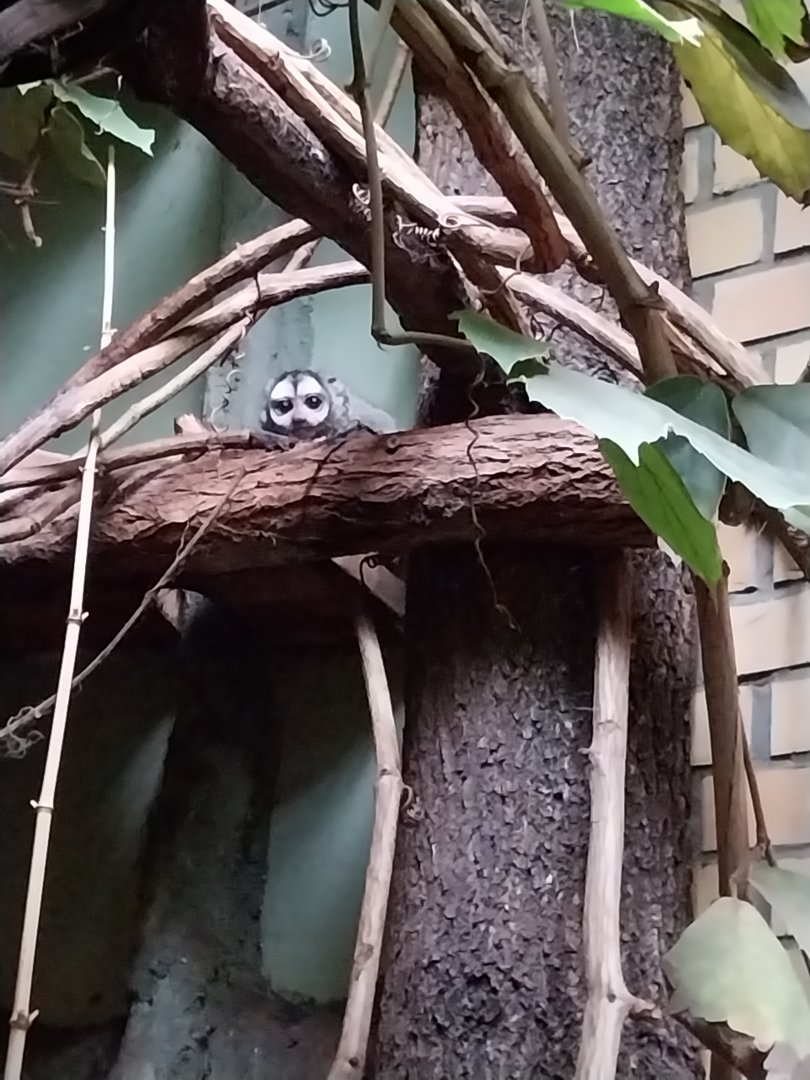 Primate House - Grey-handed Night monkey (Aotus griseimembra)