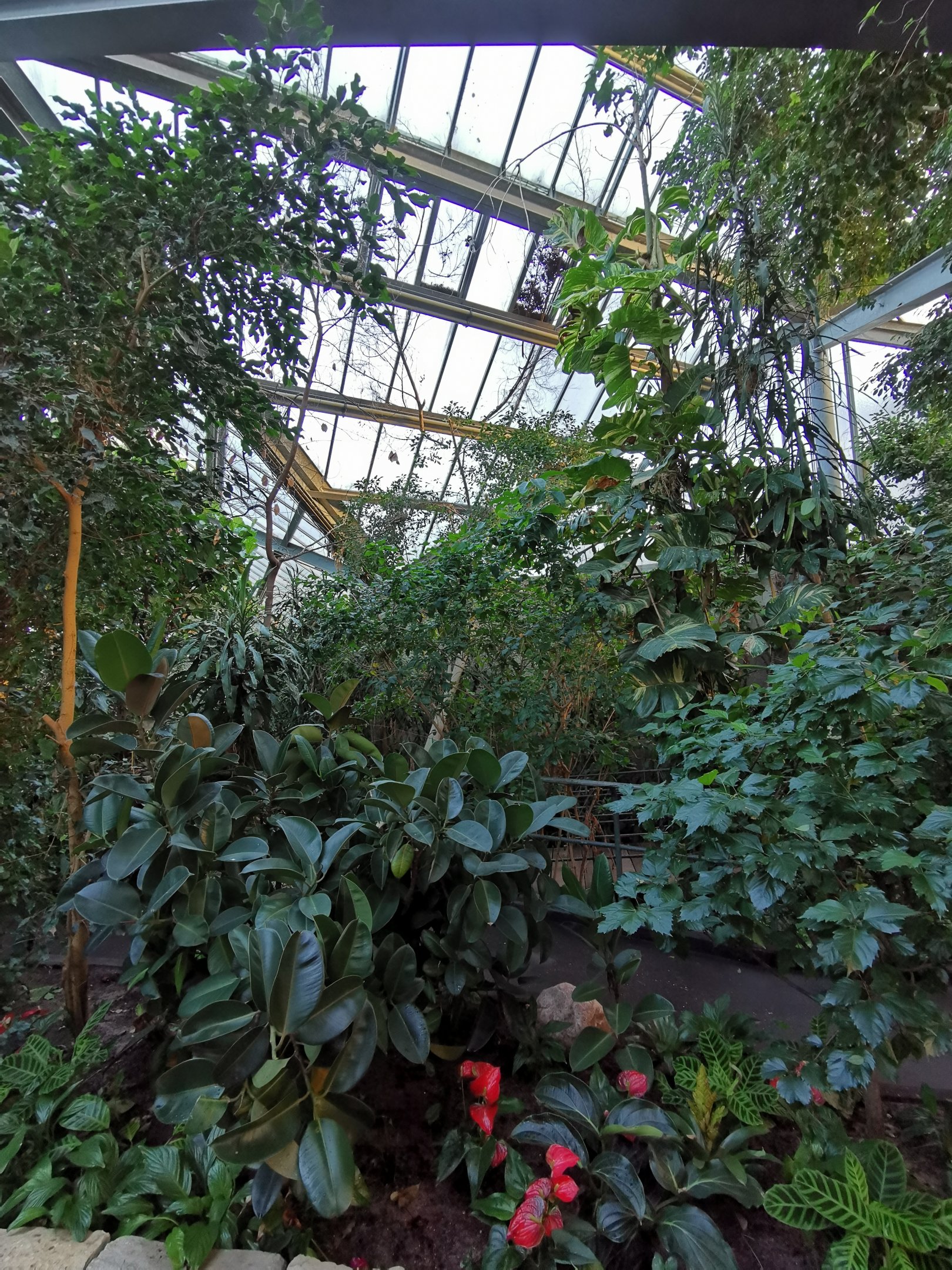 Primate house in Afi Mountain