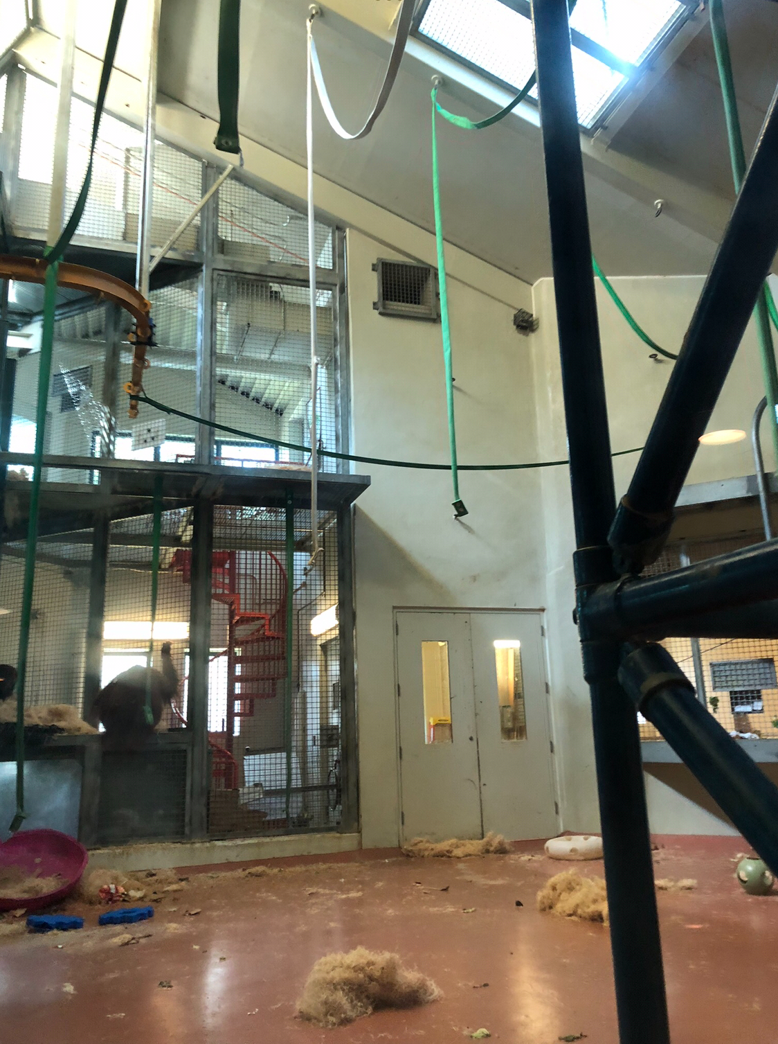 Primate house, Indoor orangutan and gibbon exhibit