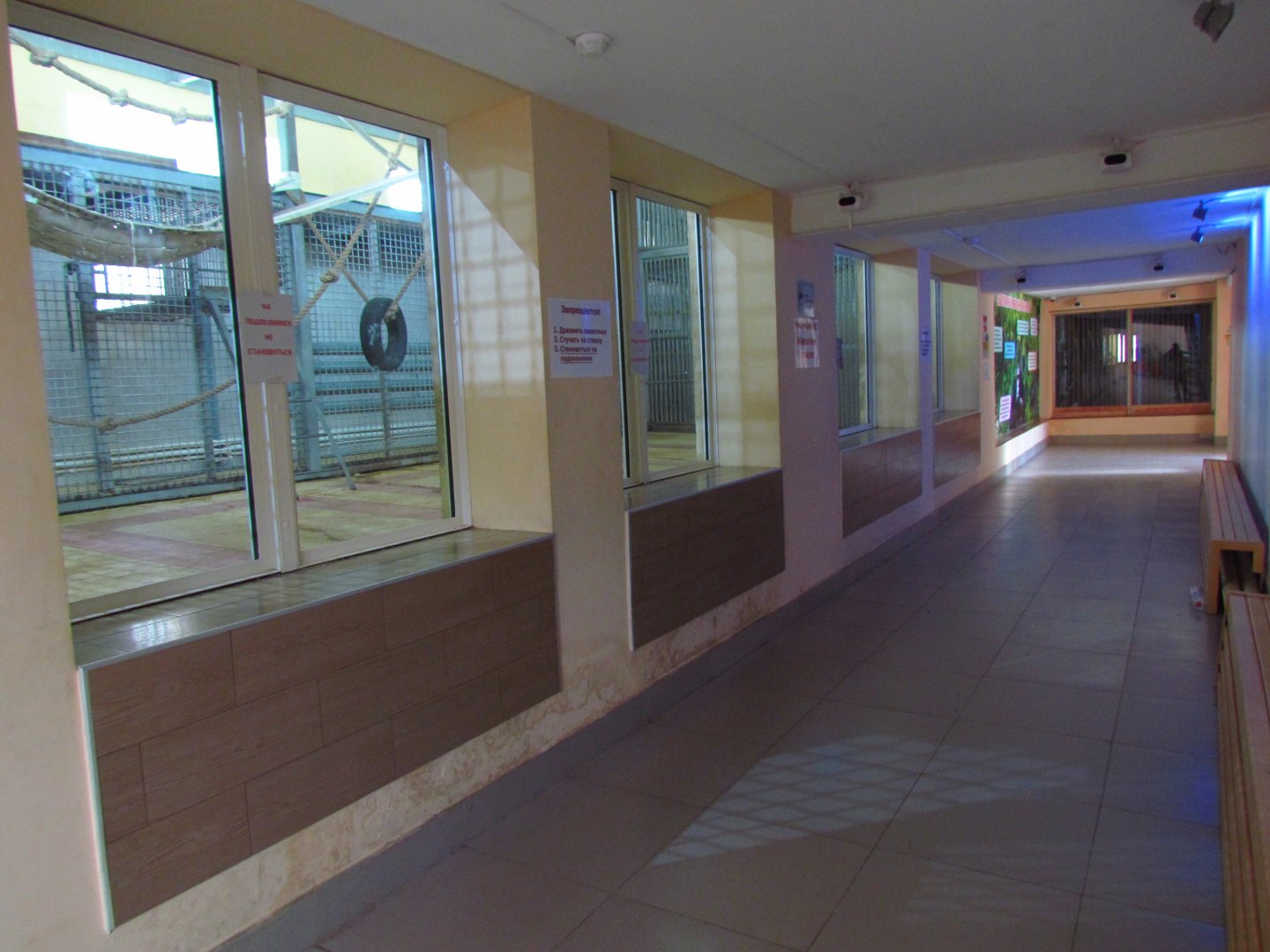 Primate house interior, chimpanzee exhibits