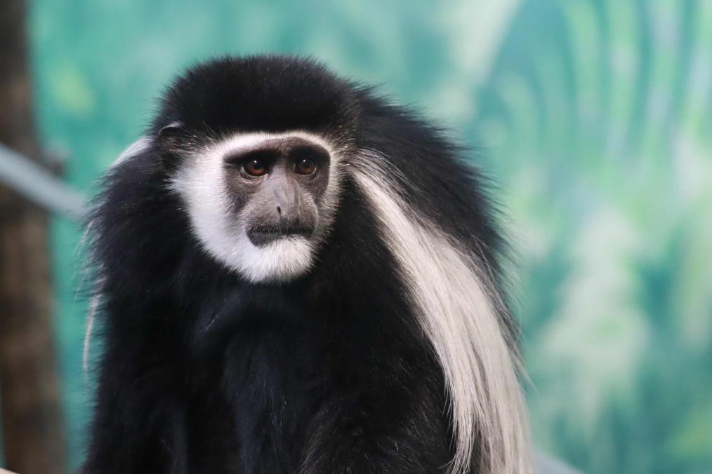 Primate House - Juniper the Colobus Monkey