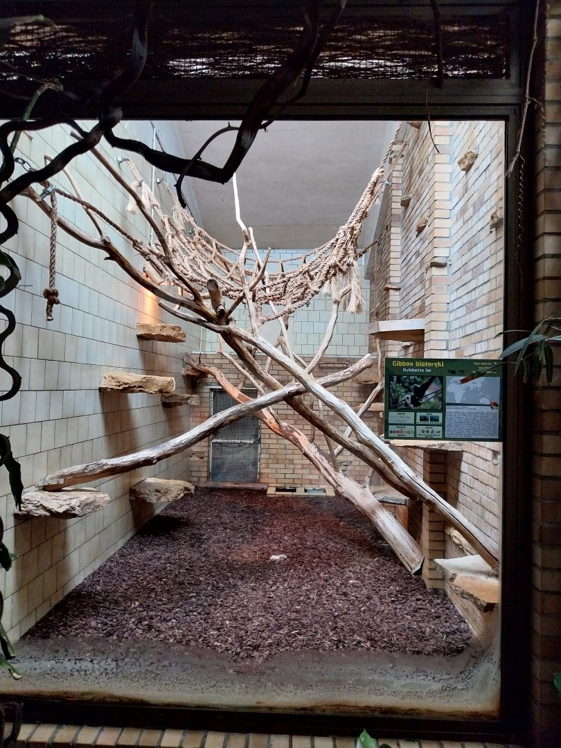 Primate House - Lar Gibbon indoors