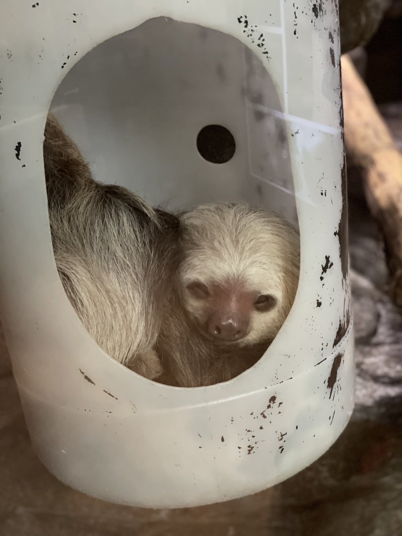 Primate House- Linne’s Two-Toed Sloth