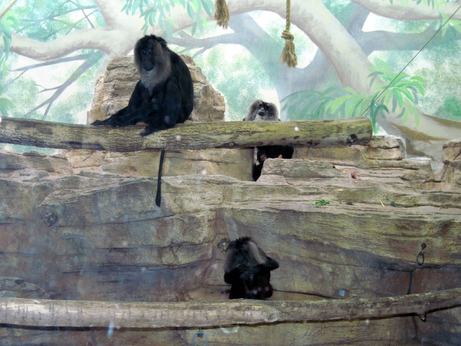 Primate House-Lion-tailed Macaque